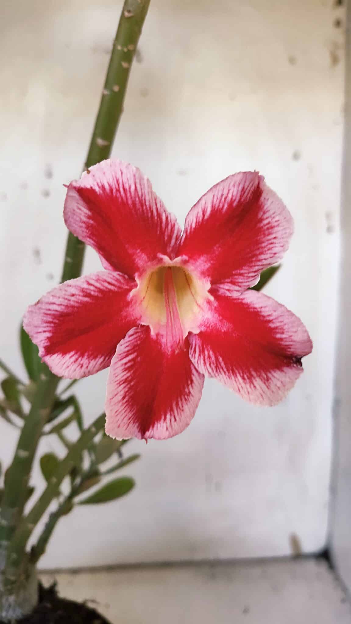 Planta Simples 2959 – 35cm – 03 anos