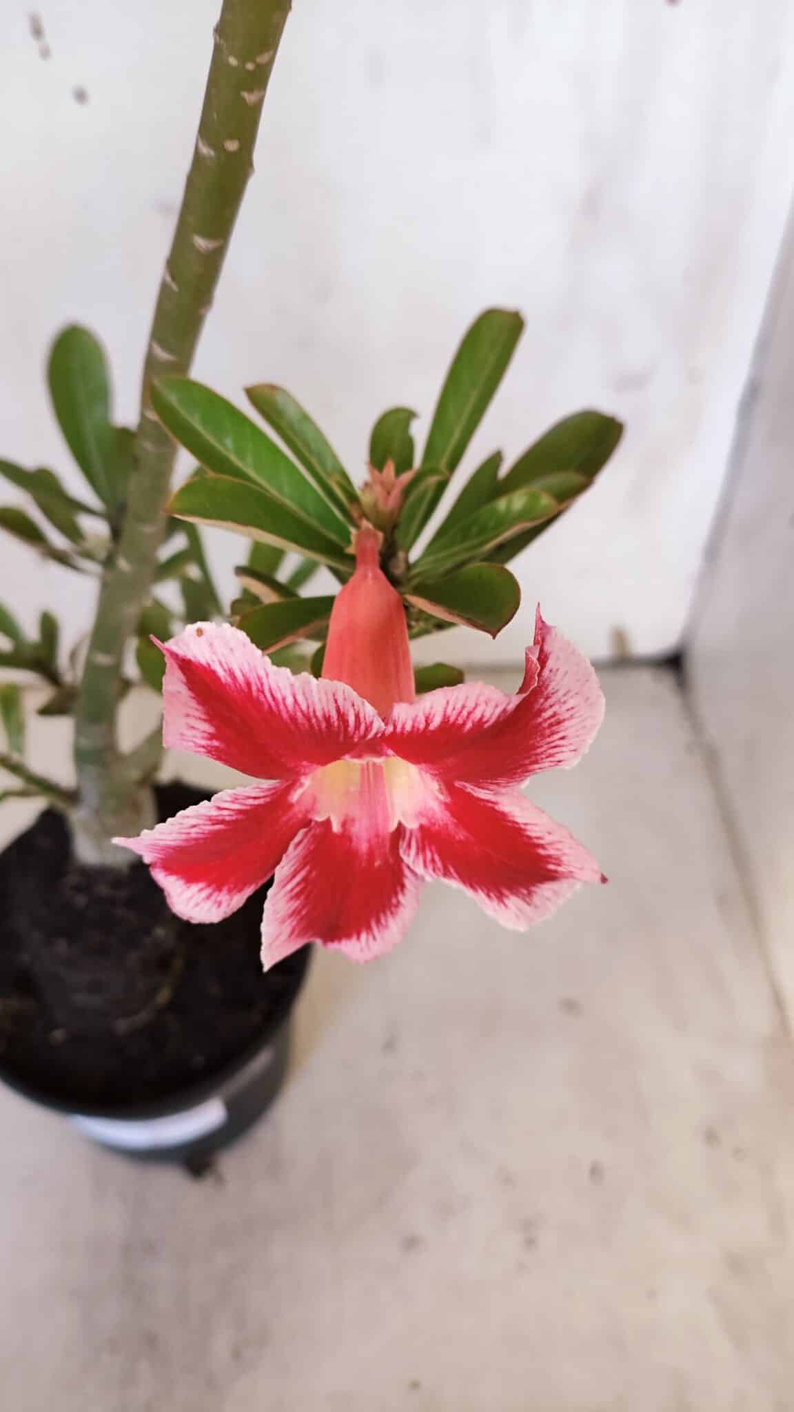 Planta Simples 2959 – 35cm – 03 anos