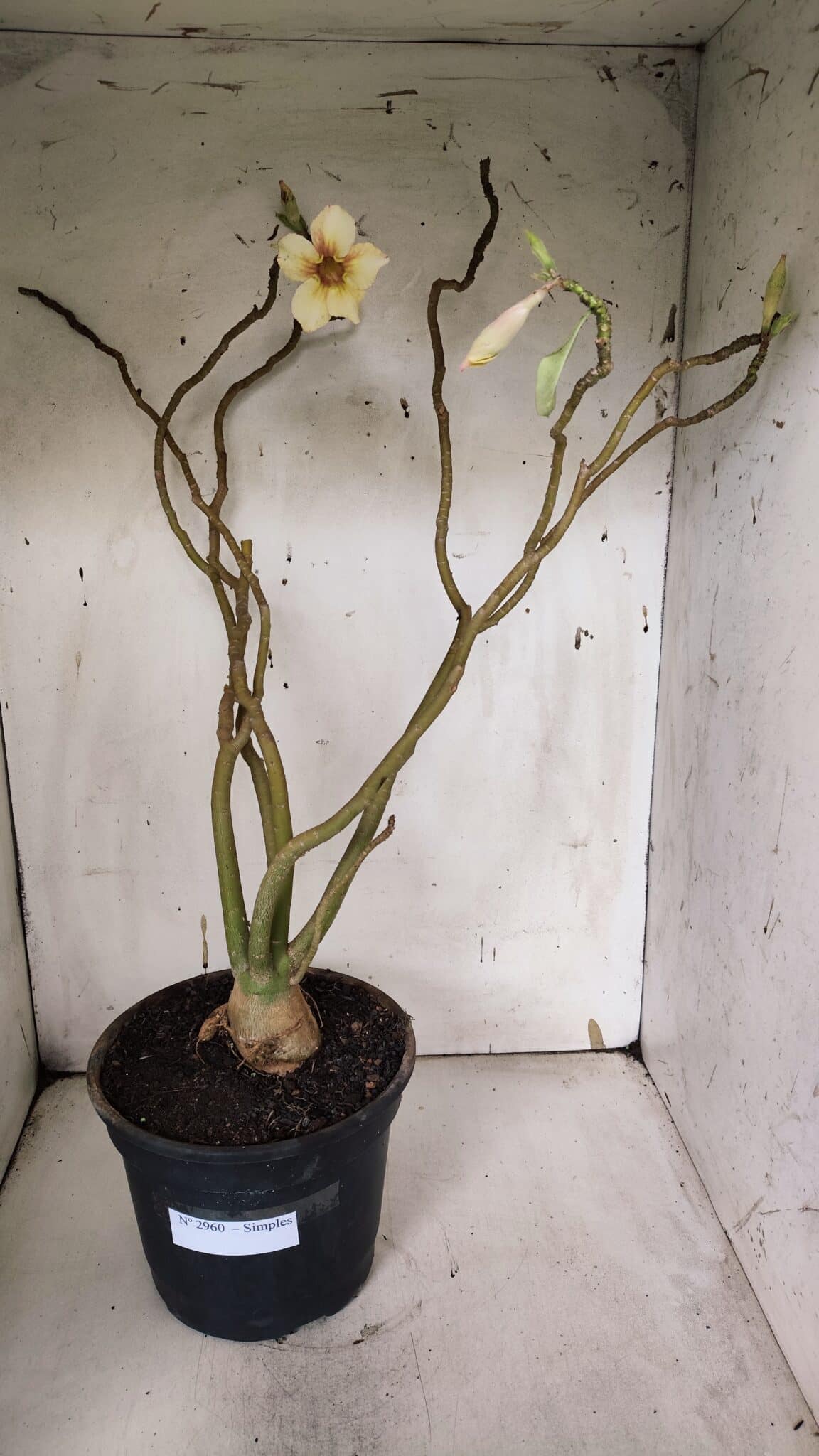 Planta Simples 2960 – 50cm – 04 anos