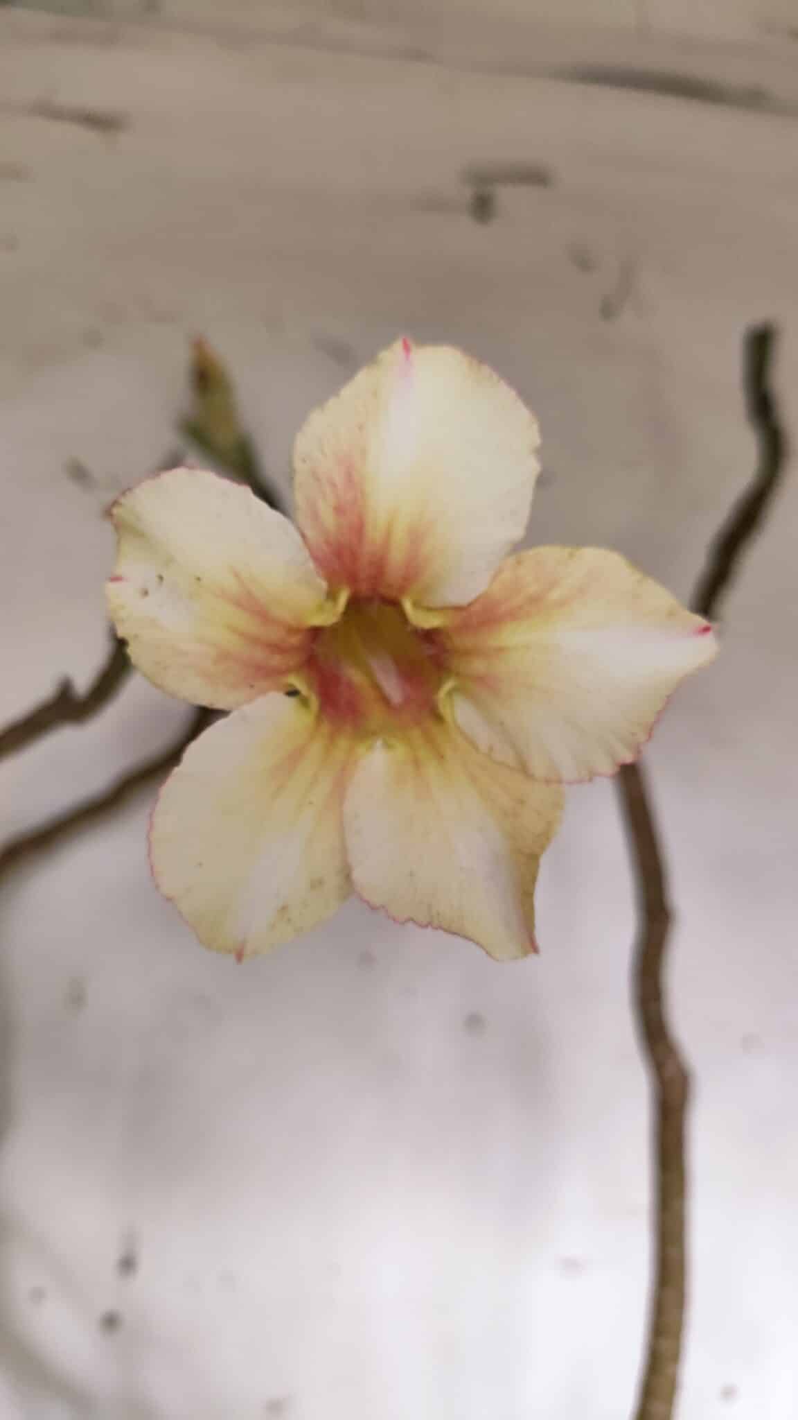 Planta Simples 2960 – 50cm – 04 anos