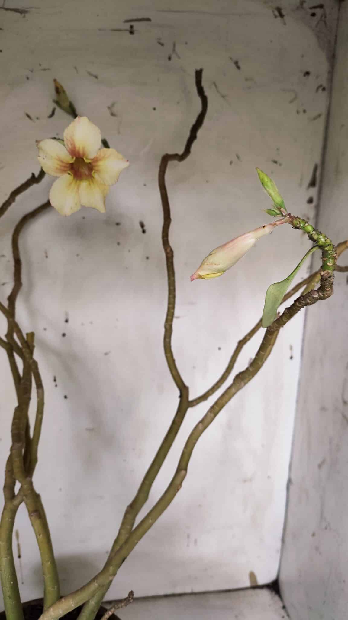 Planta Simples 2960 – 50cm – 04 anos