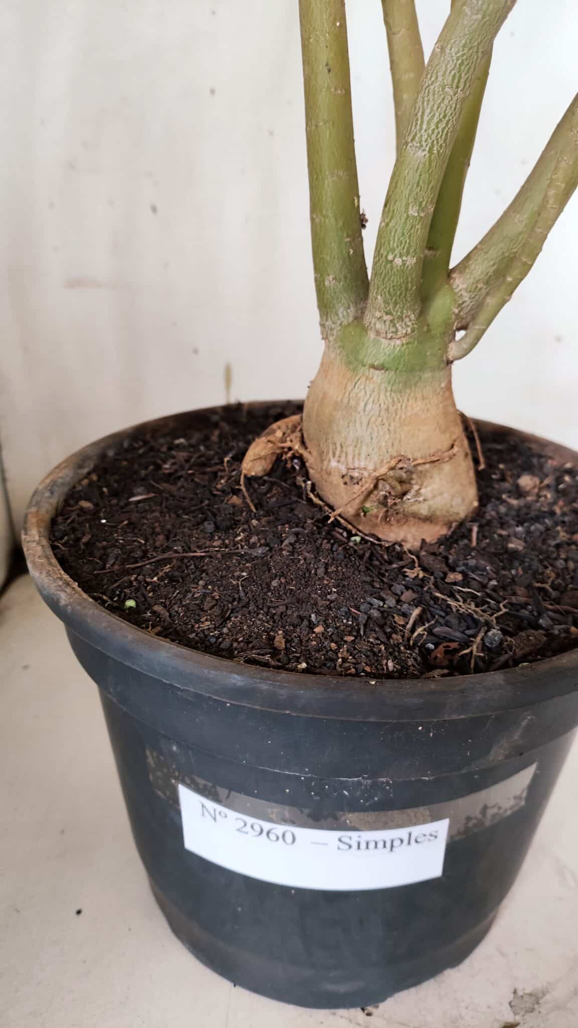 Planta Simples 2960 – 50cm – 04 anos