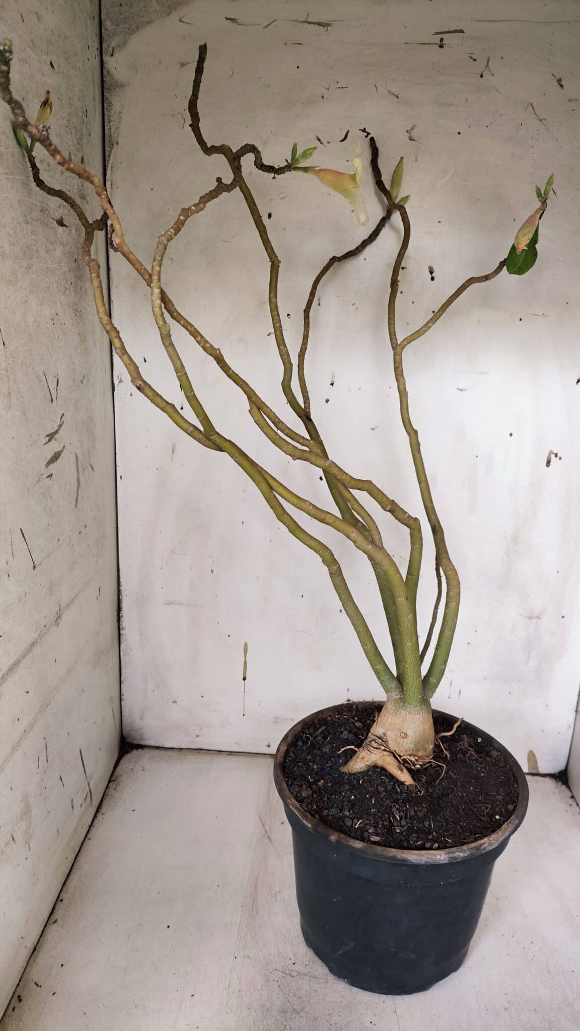 Planta Simples 2960 – 50cm – 04 anos
