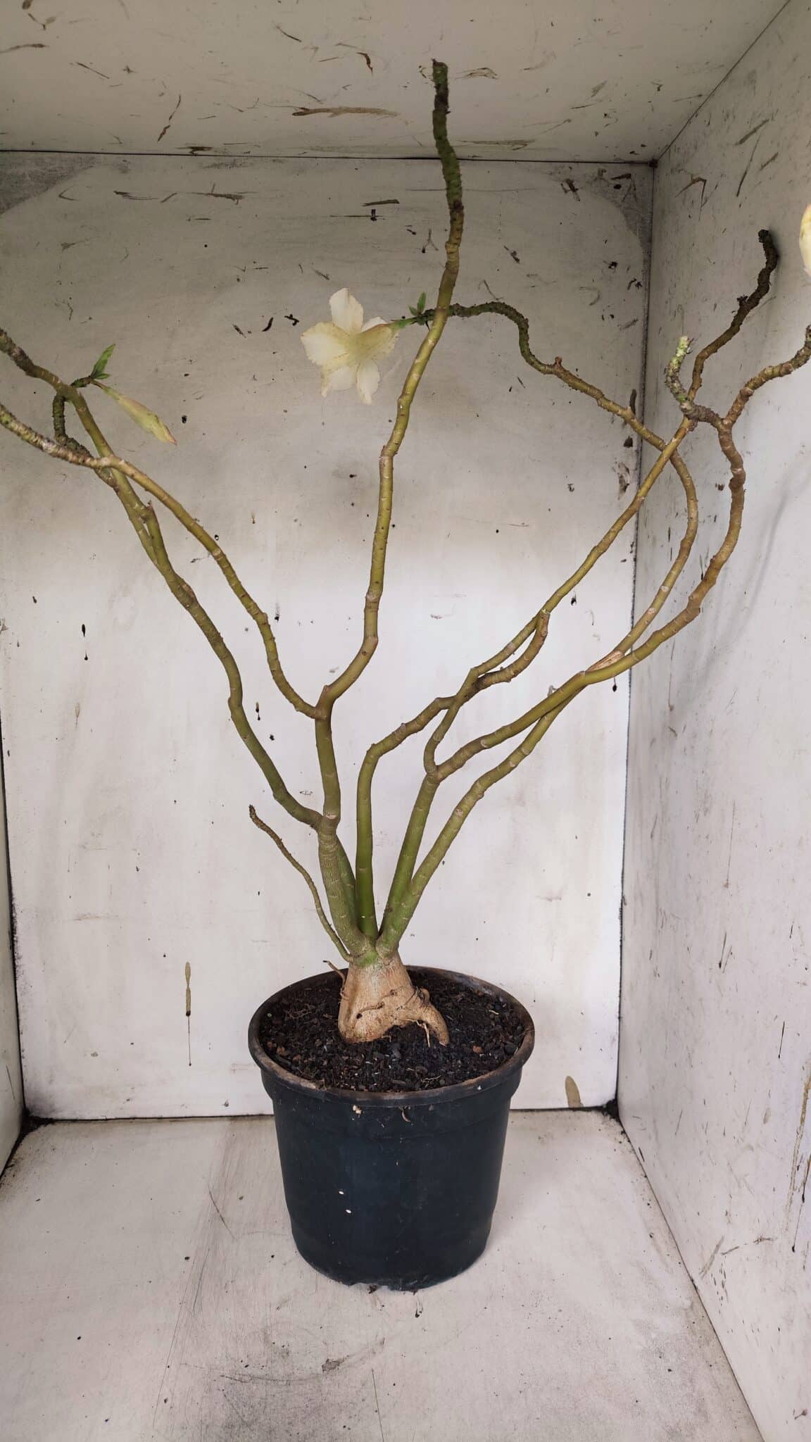 Planta Simples 2960 – 50cm – 04 anos