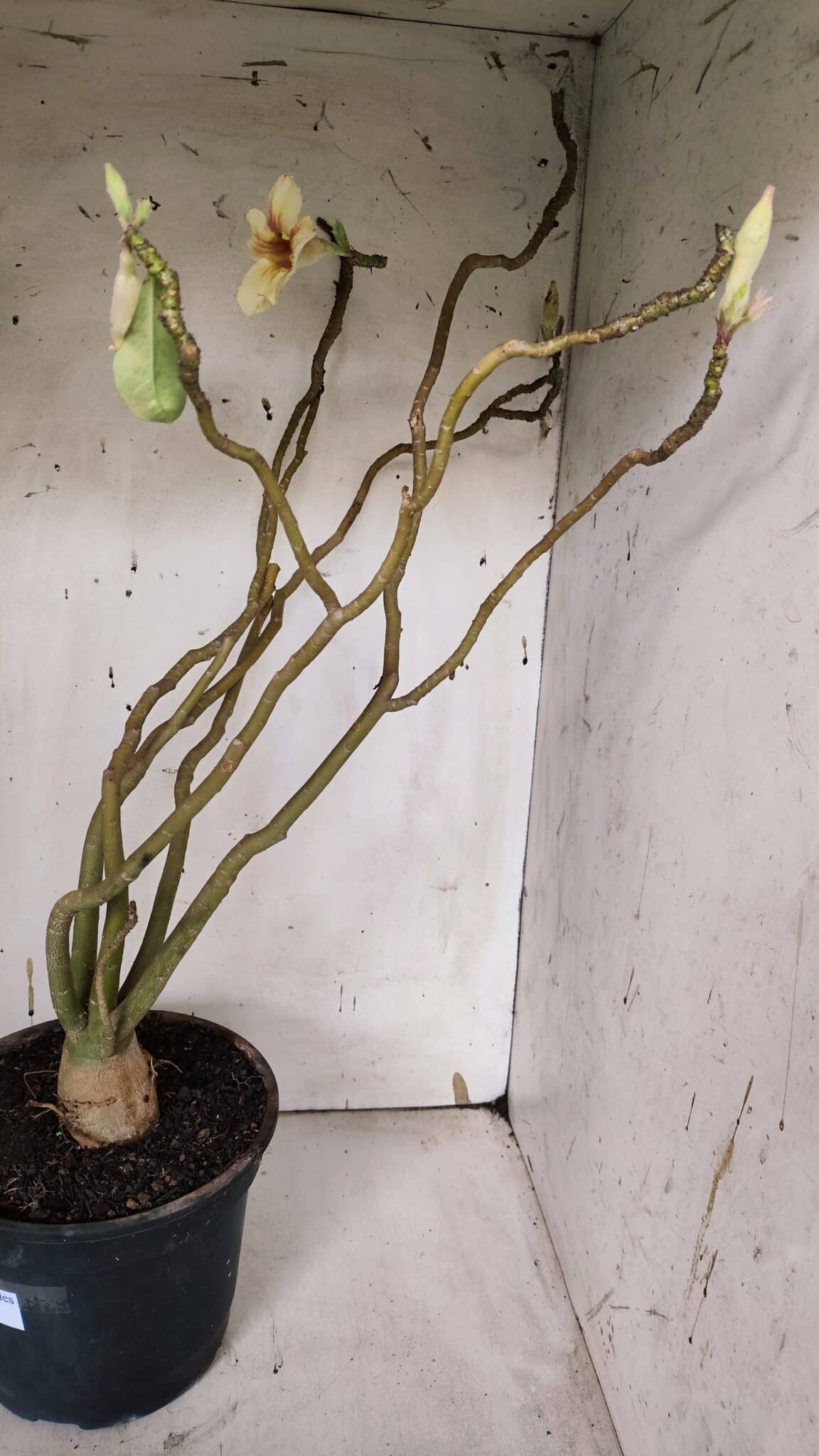 Planta Simples 2960 – 50cm – 04 anos