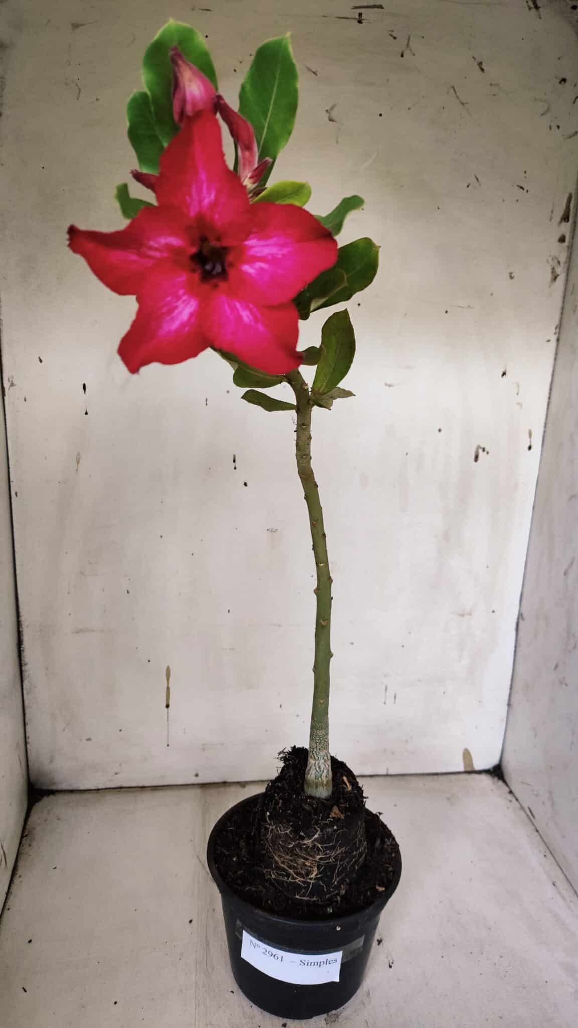 Planta Simples 2961 – 35cm – 03 anos