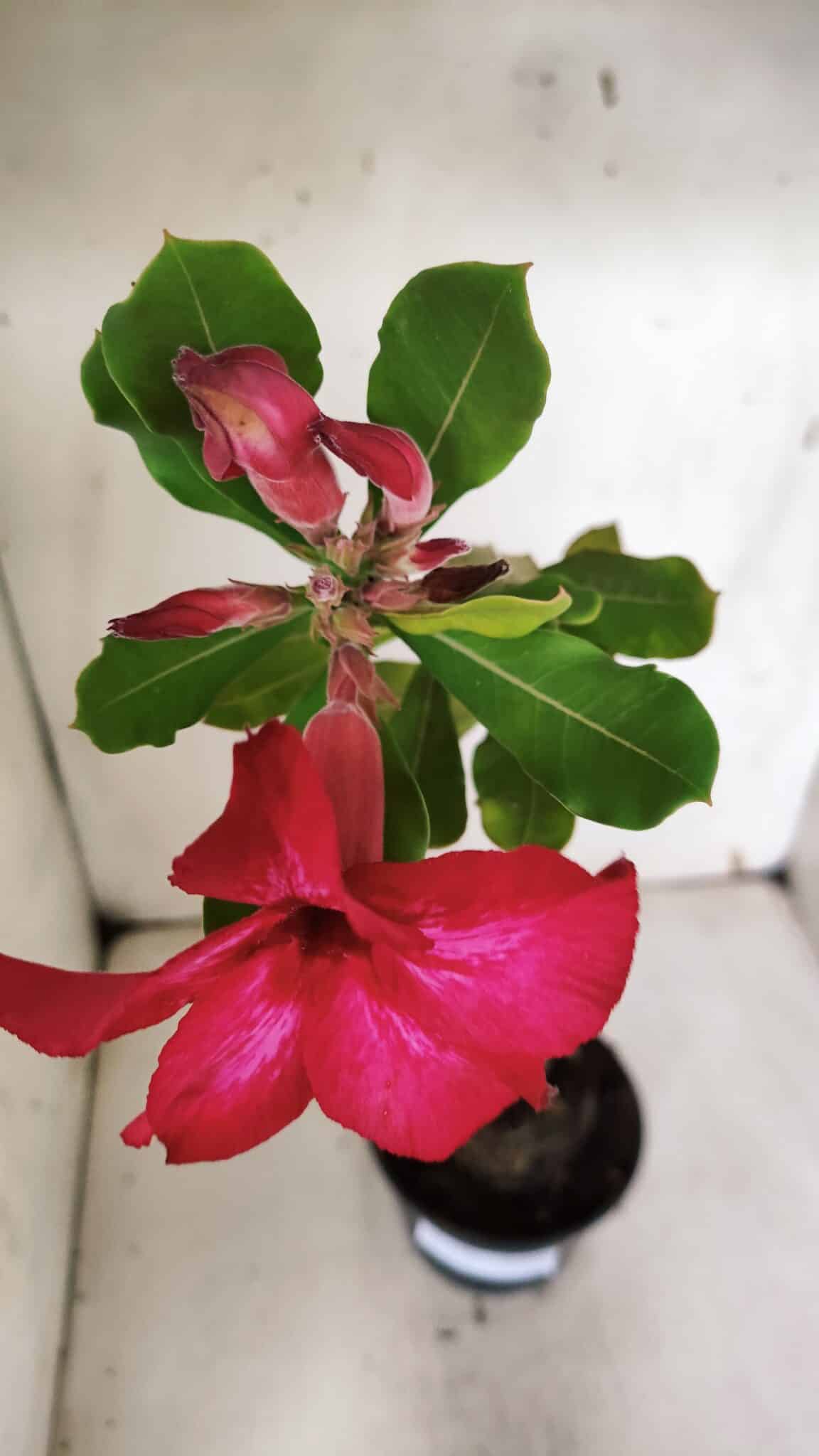 Planta Simples 2961 – 35cm – 03 anos
