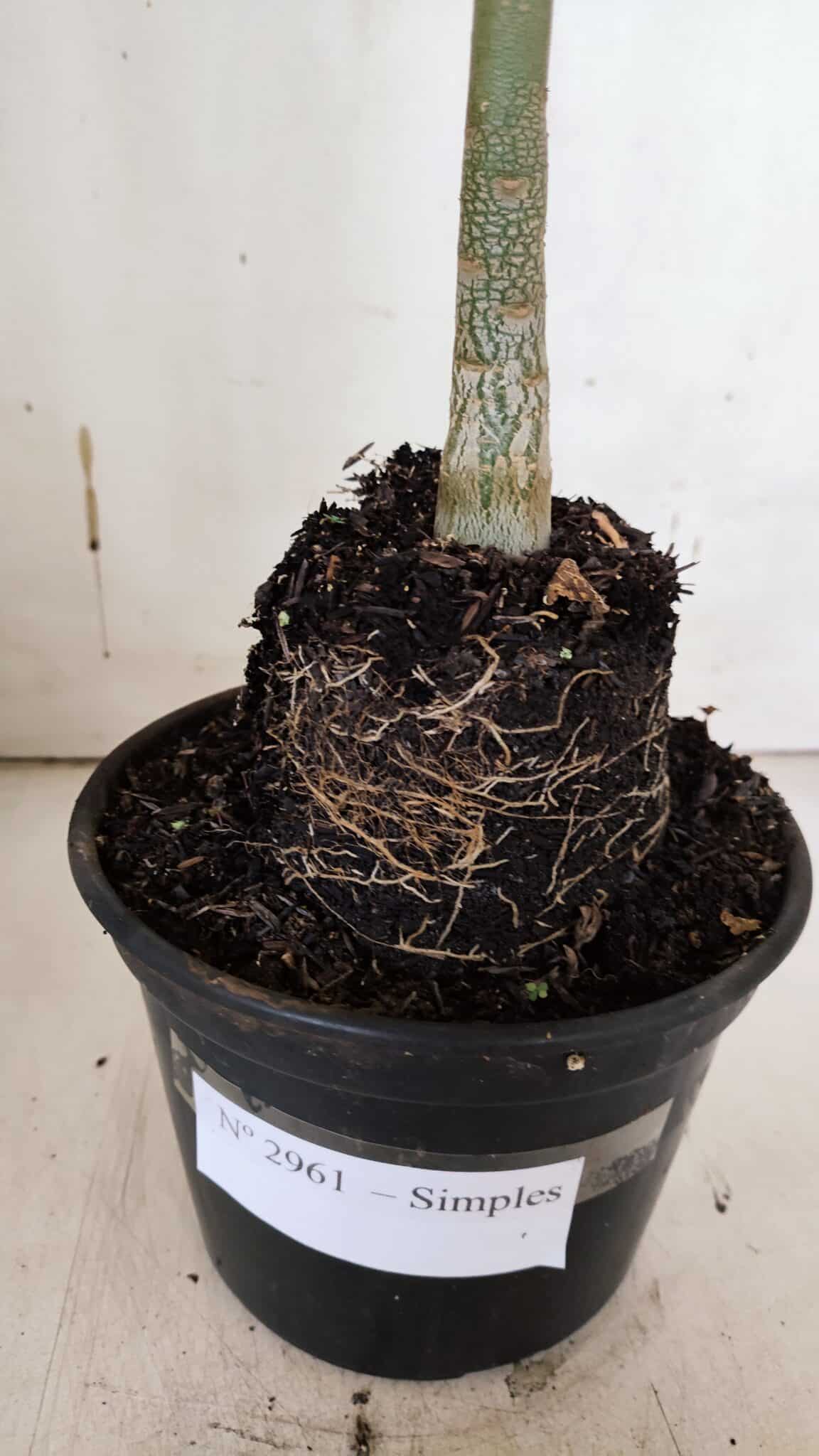 Planta Simples 2961 – 35cm – 03 anos