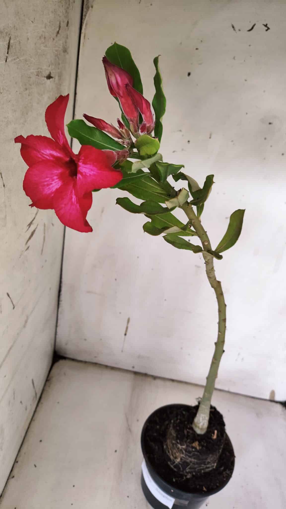 Planta Simples 2961 – 35cm – 03 anos