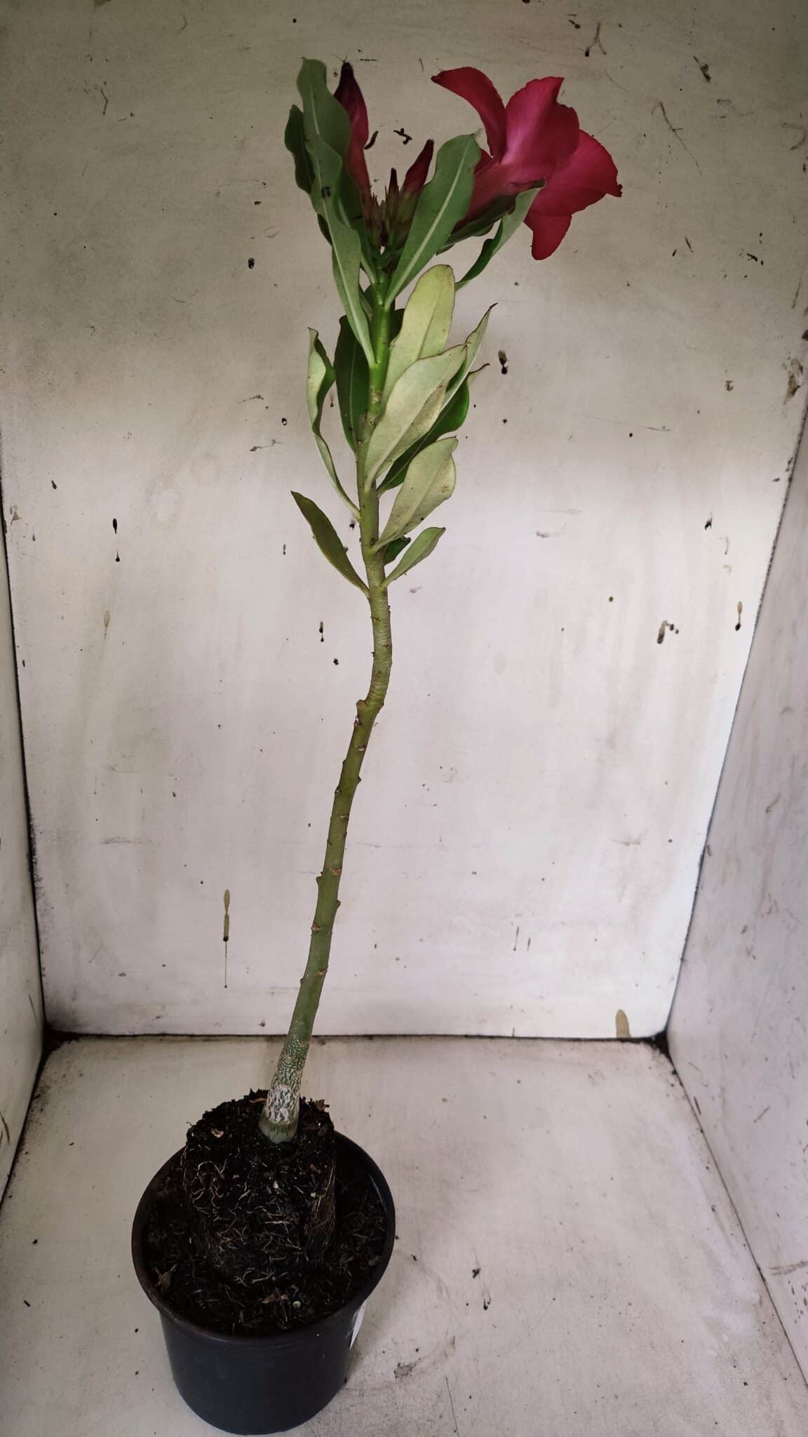 Planta Simples 2961 – 35cm – 03 anos