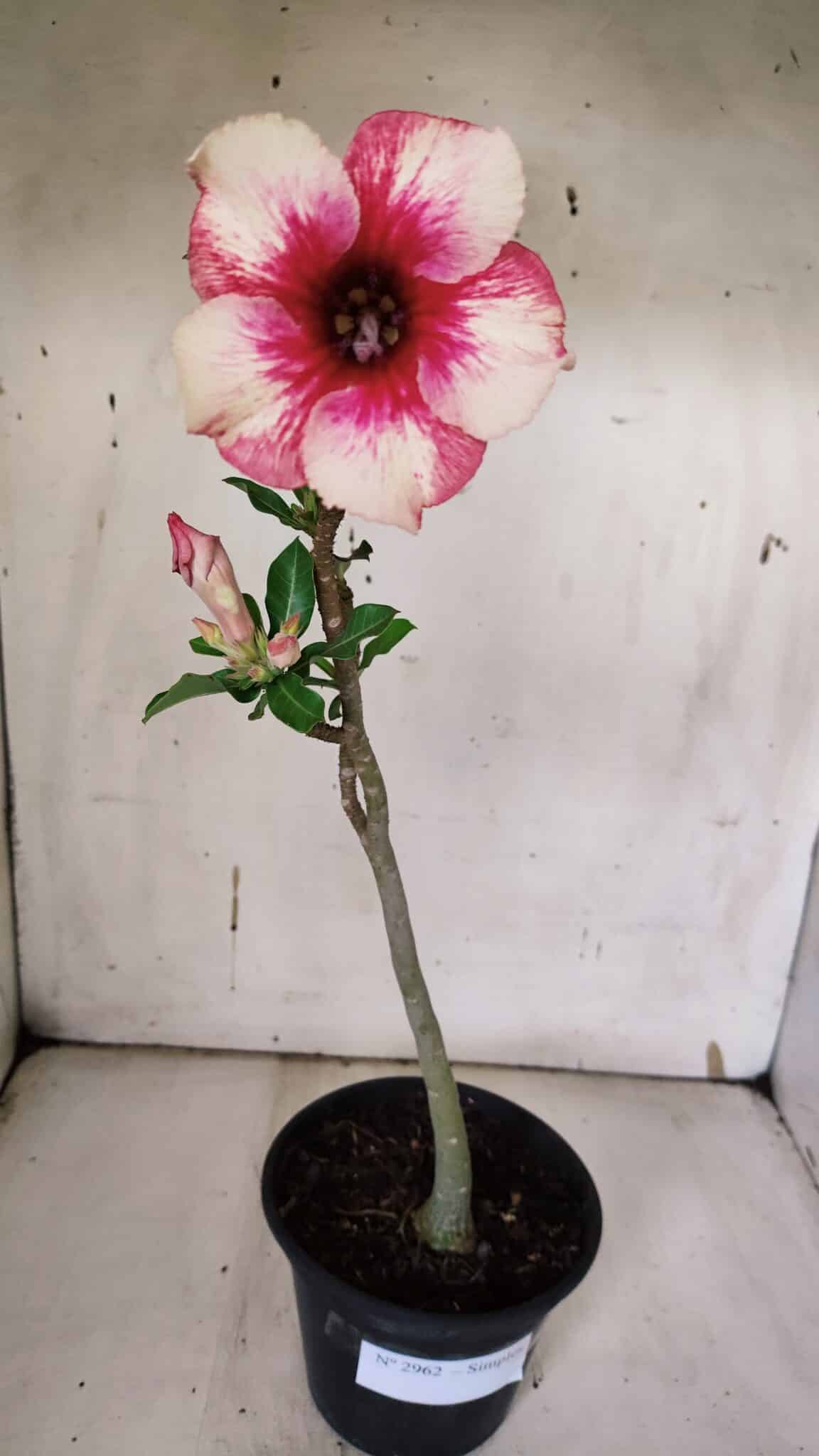 Planta Simples 2962 – 30cm – 02 anos