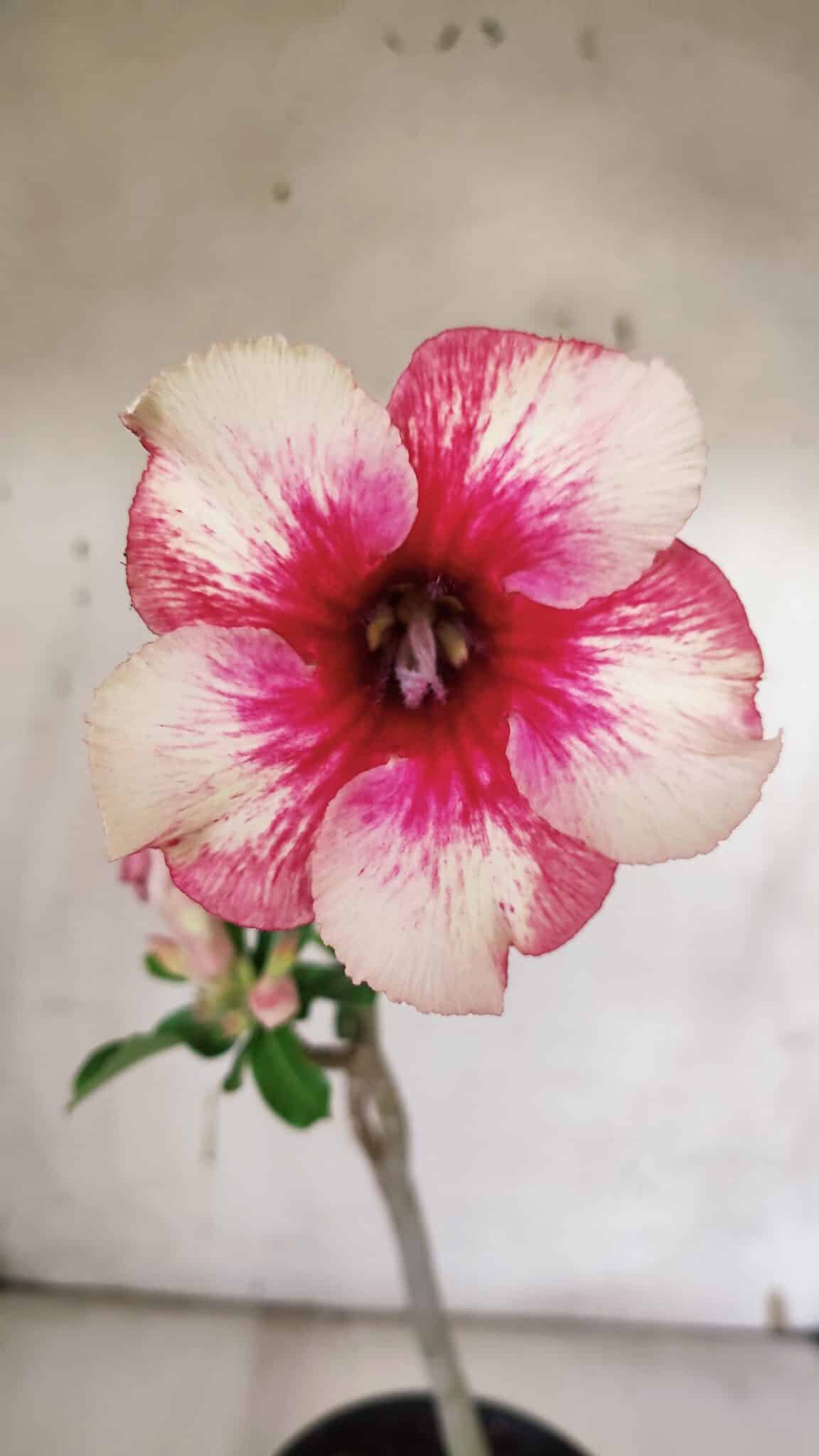 Planta Simples 2962 – 30cm – 02 anos