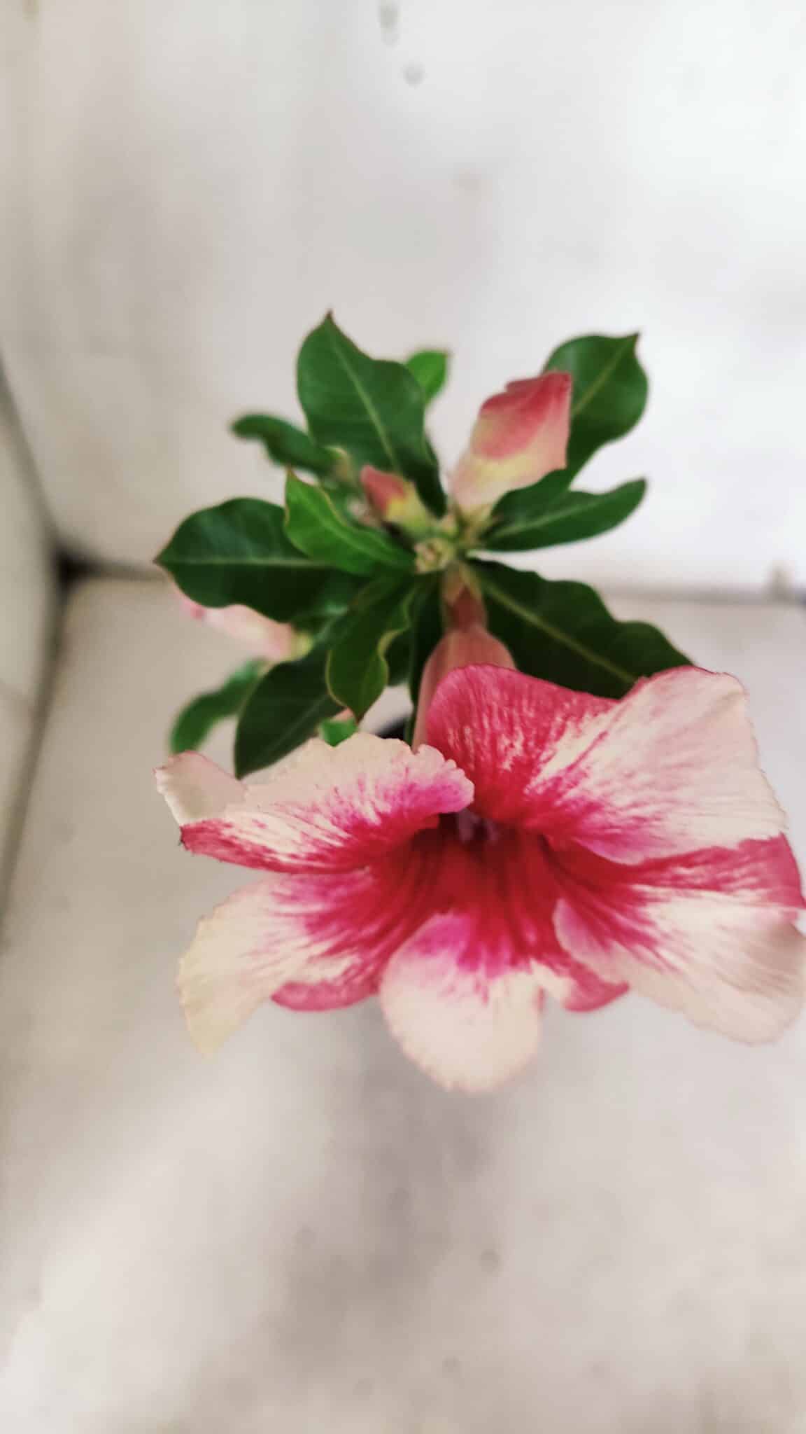 Planta Simples 2962 – 30cm – 02 anos