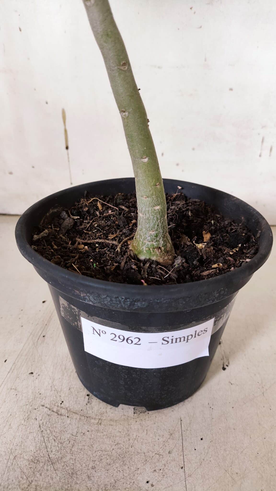 Planta Simples 2962 – 30cm – 02 anos