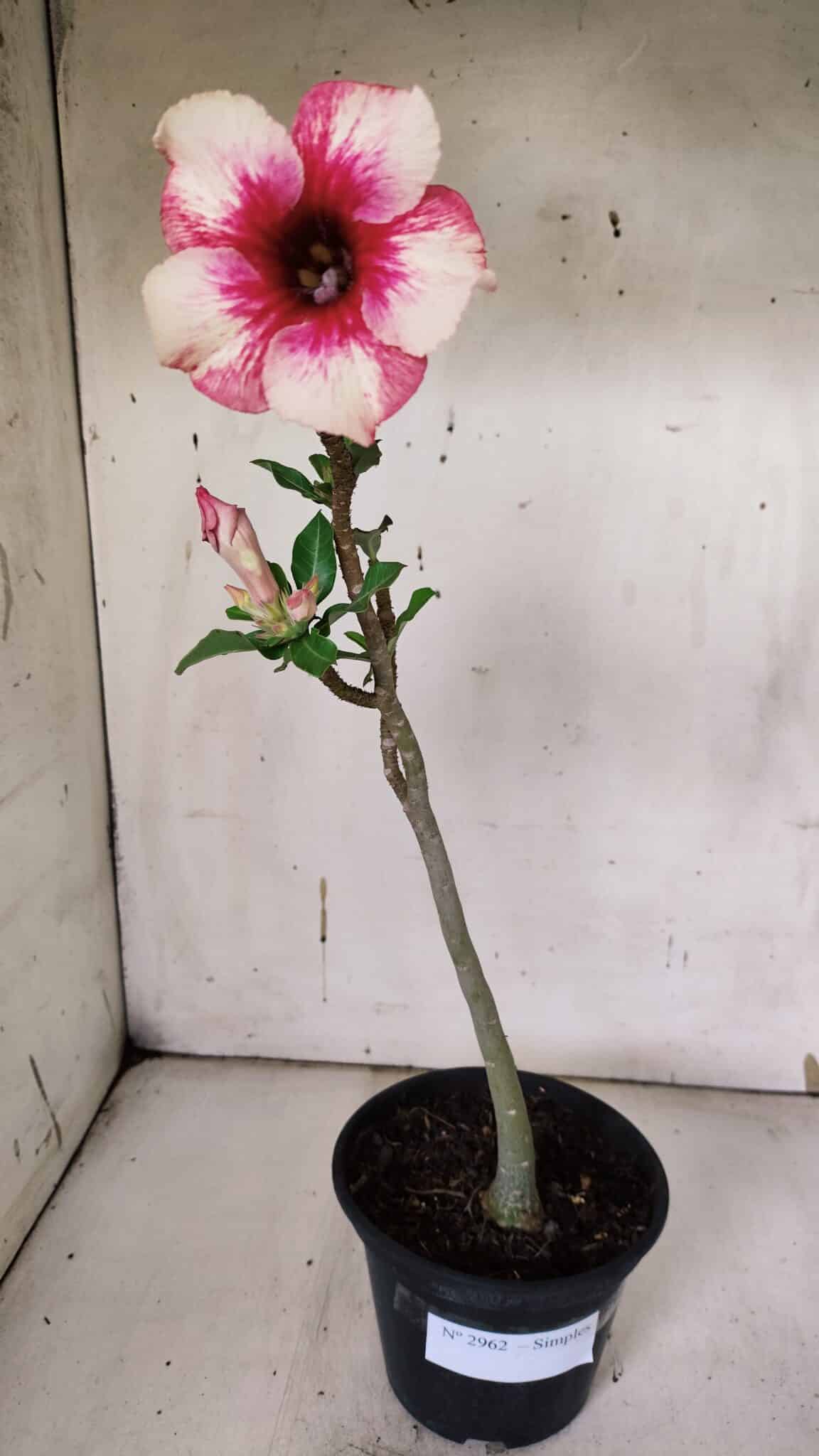 Planta Simples 2962 – 30cm – 02 anos