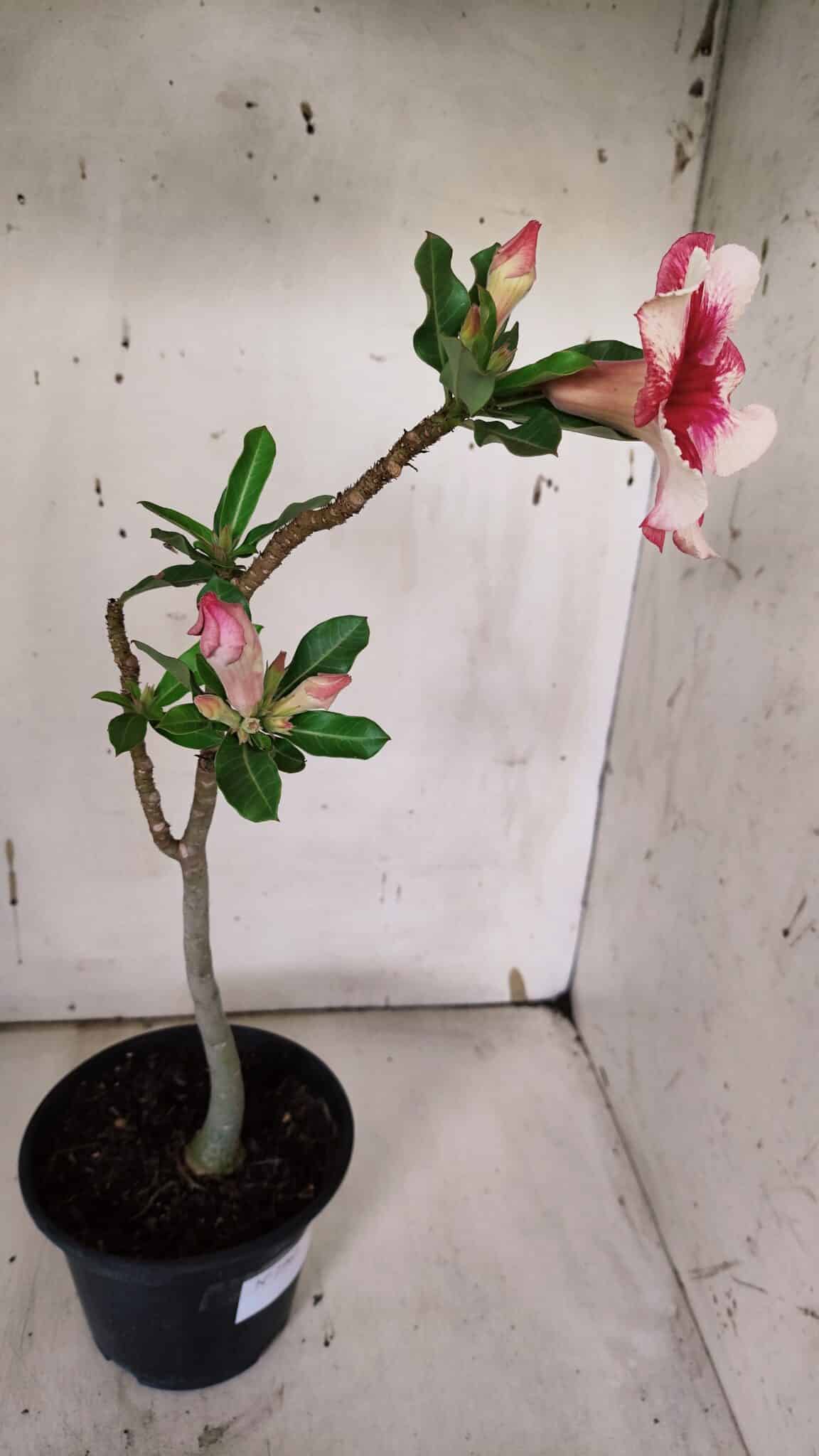 Planta Simples 2962 – 30cm – 02 anos