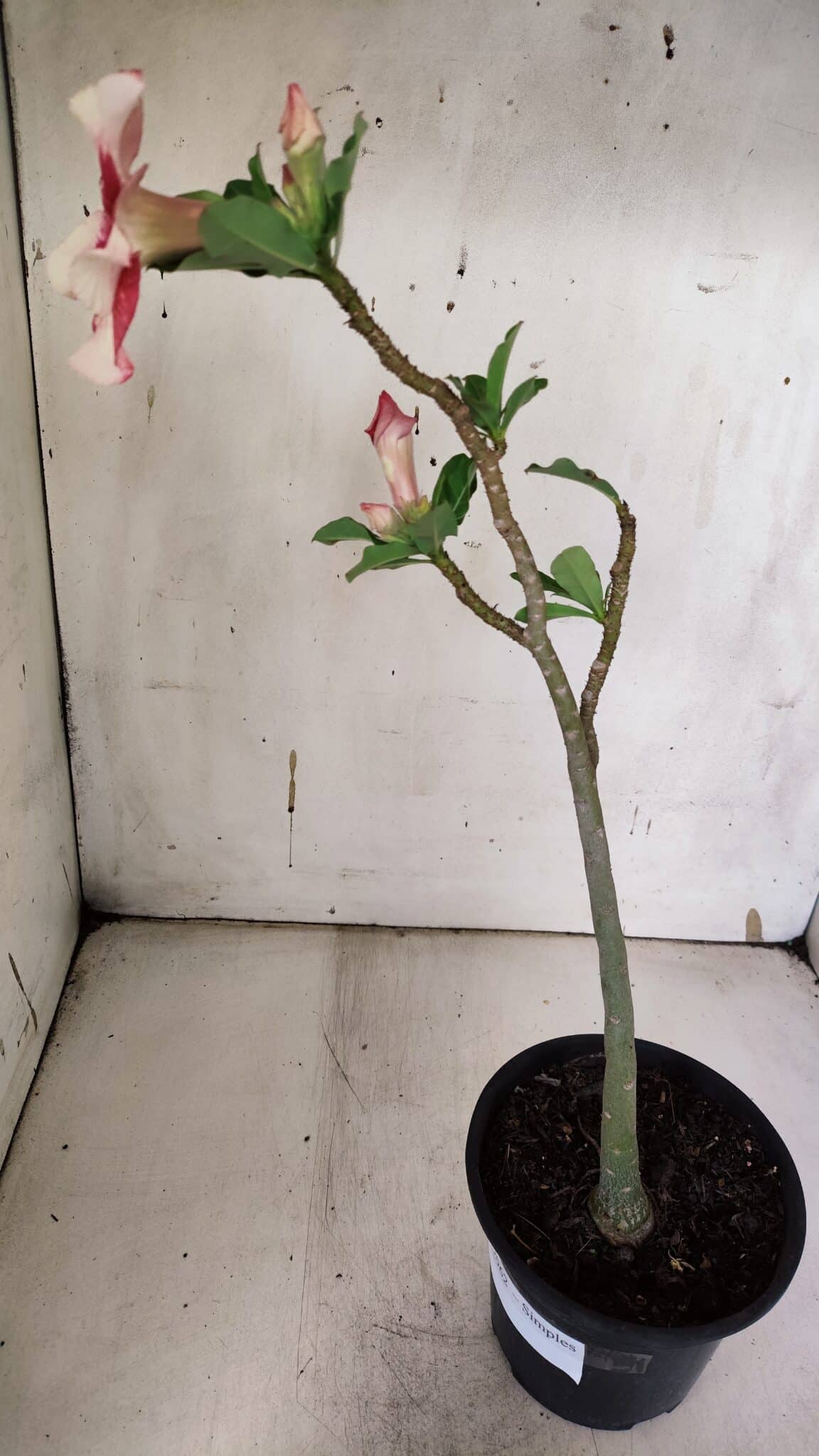 Planta Simples 2962 – 30cm – 02 anos