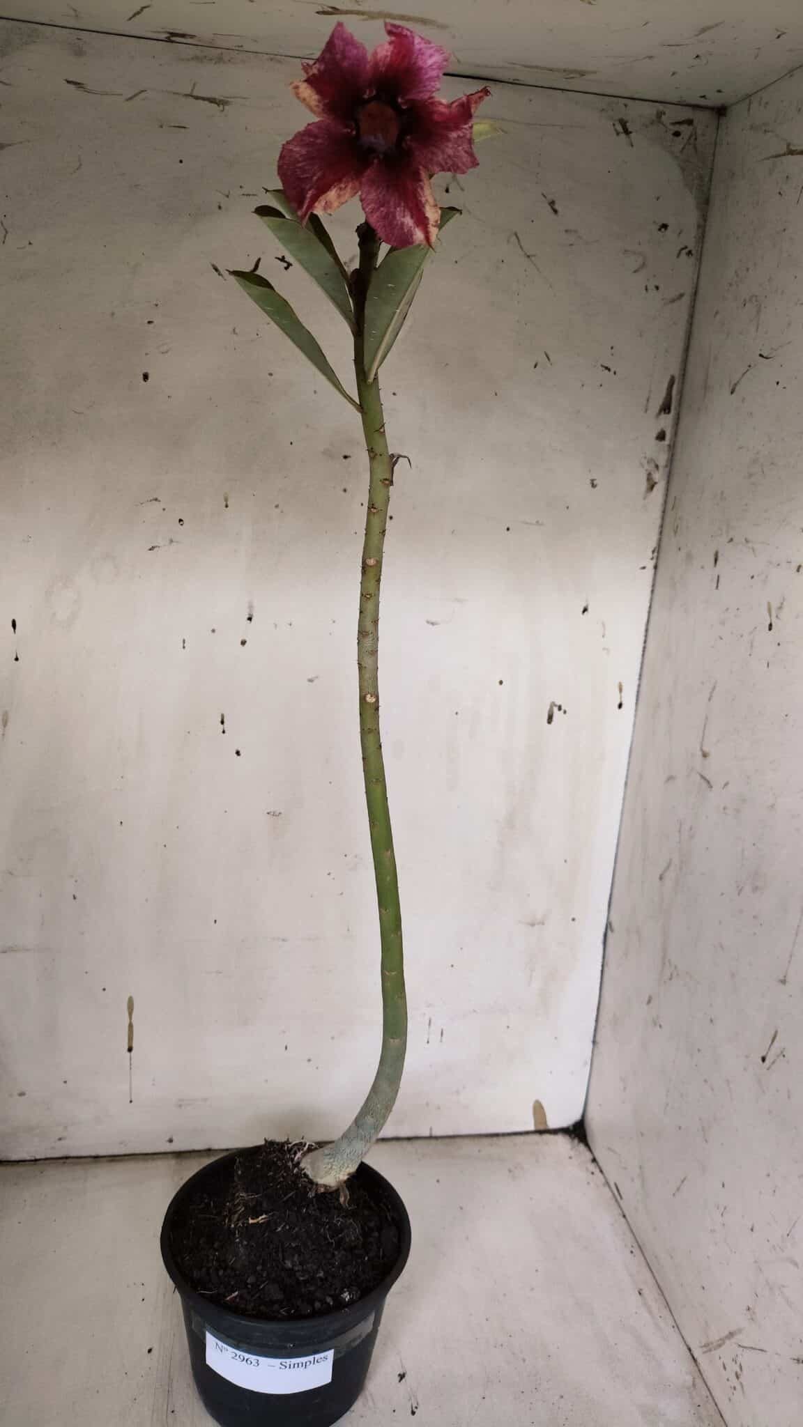 Planta Simples 2963 – 35cm – 03 anos - imagem 2