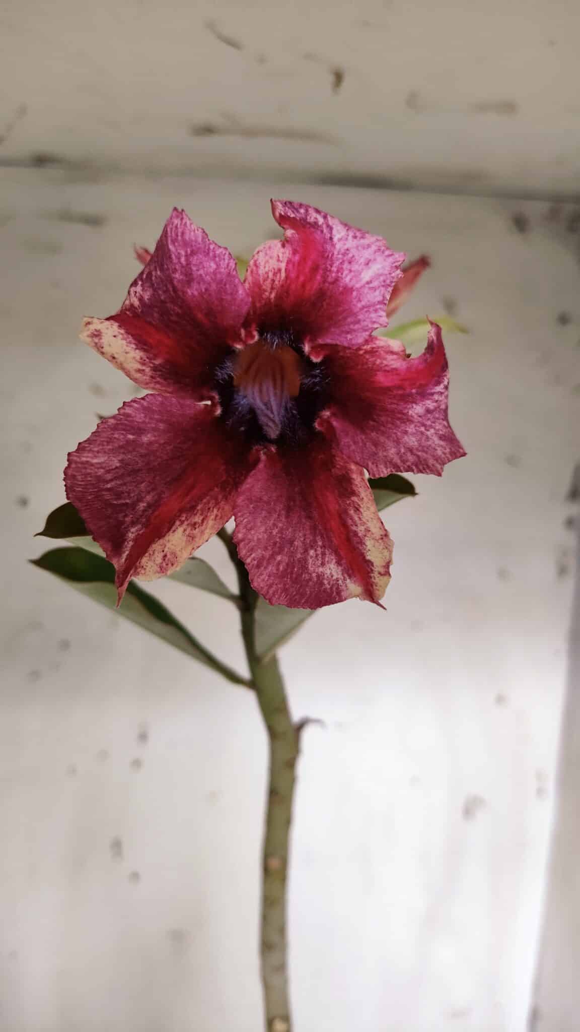 Planta Simples 2963 – 35cm – 03 anos - imagem 3