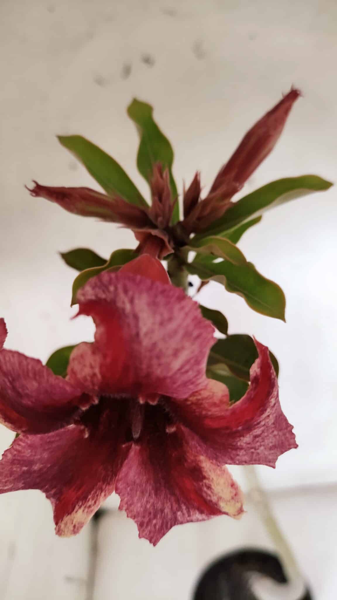 Planta Simples 2963 – 35cm – 03 anos - imagem 4
