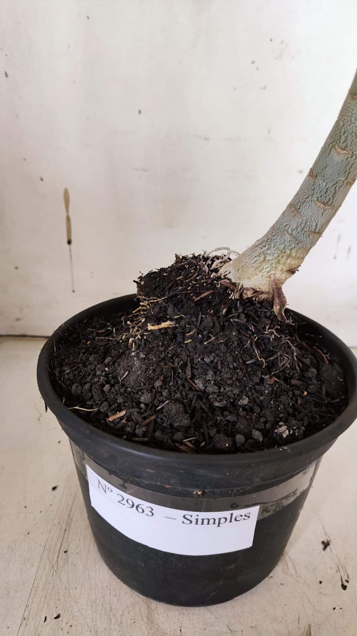 Planta Simples 2963 – 35cm – 03 anos - imagem 7