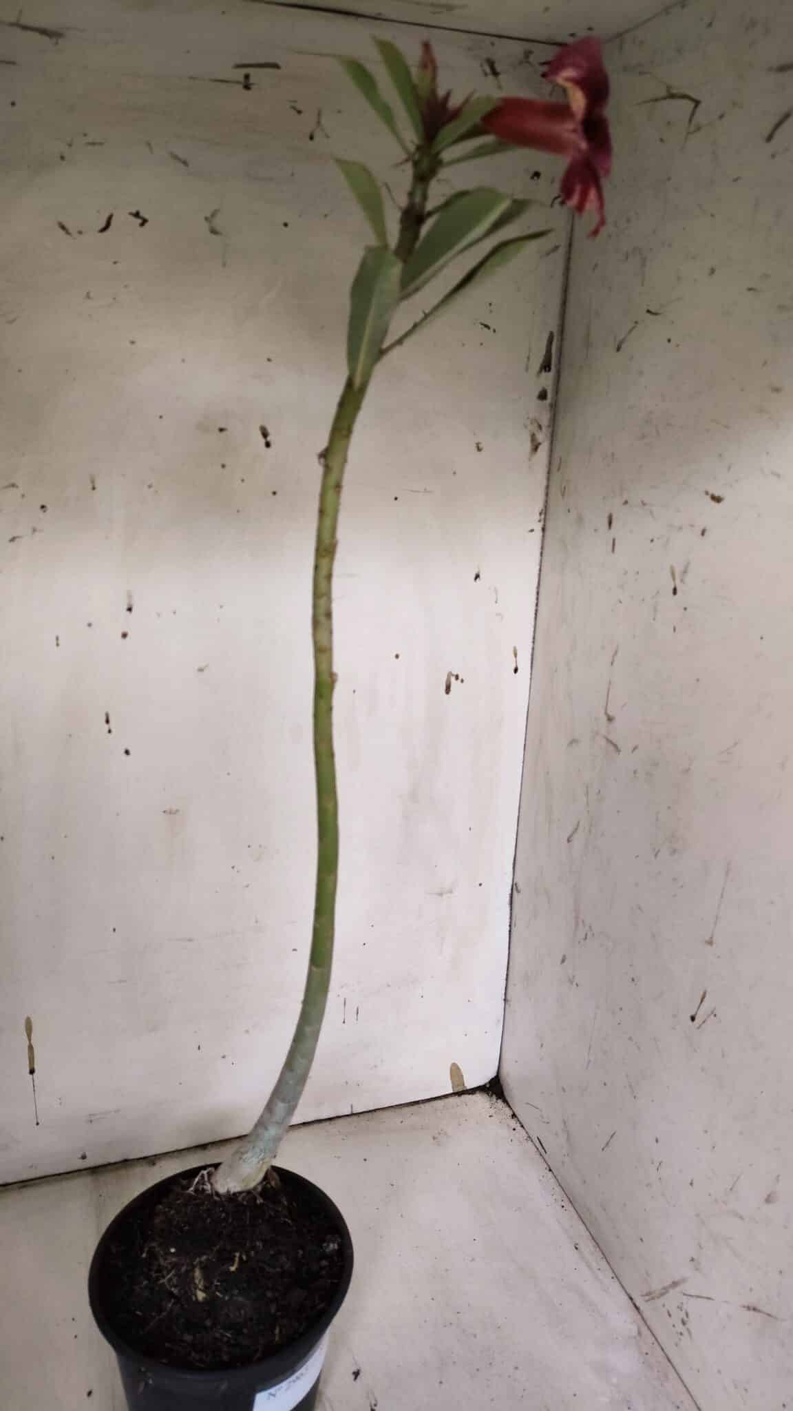 Planta Simples 2963 – 35cm – 03 anos - imagem 6