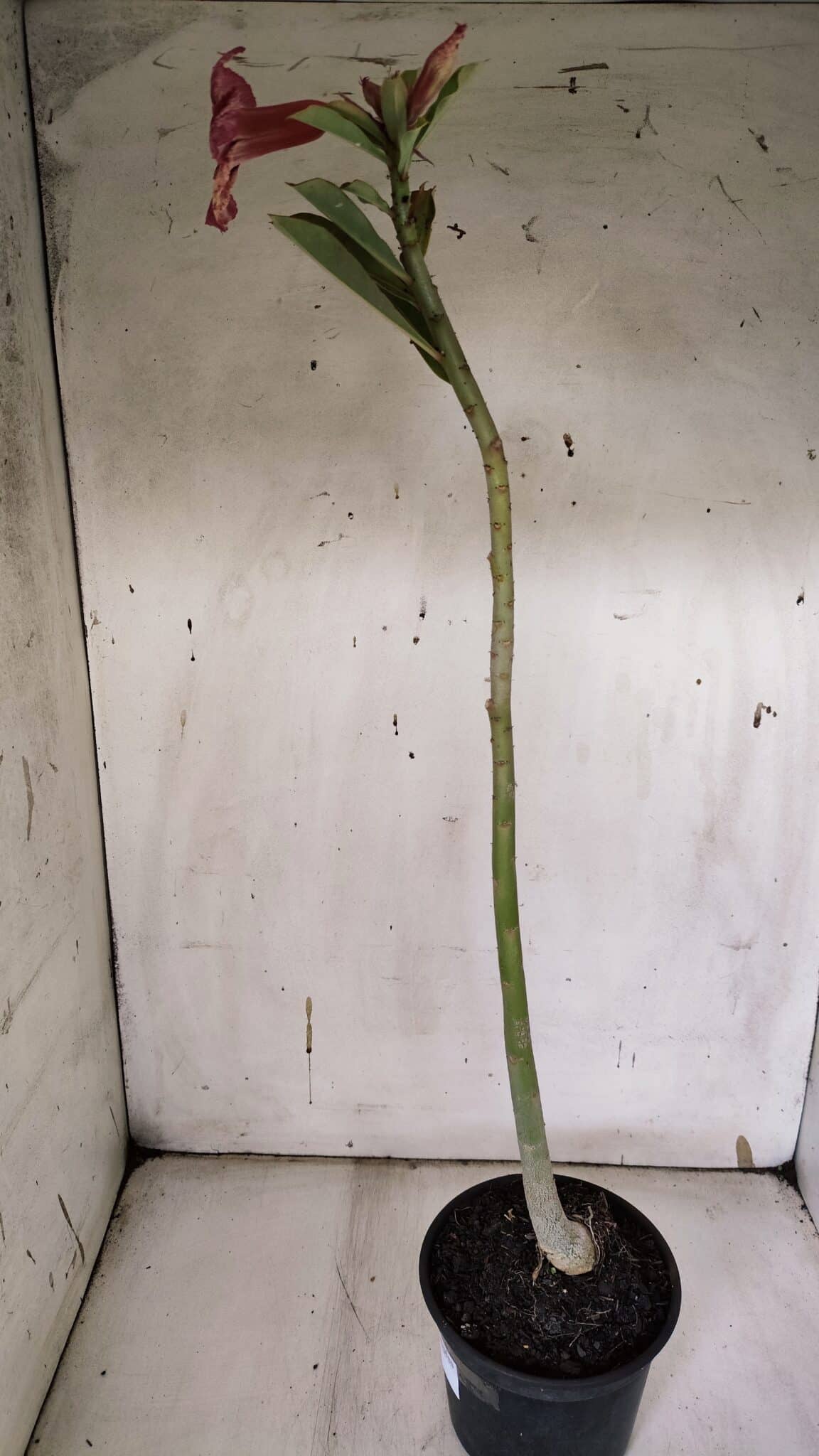 Planta Simples 2963 – 35cm – 03 anos - imagem 5