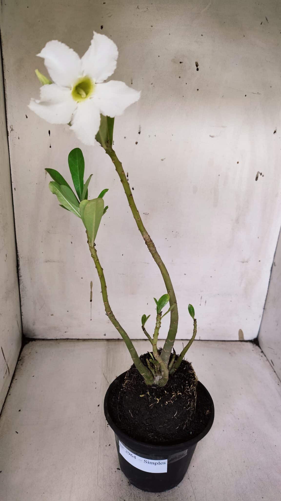 Planta Simples 2964 – 35cm – 03 anos