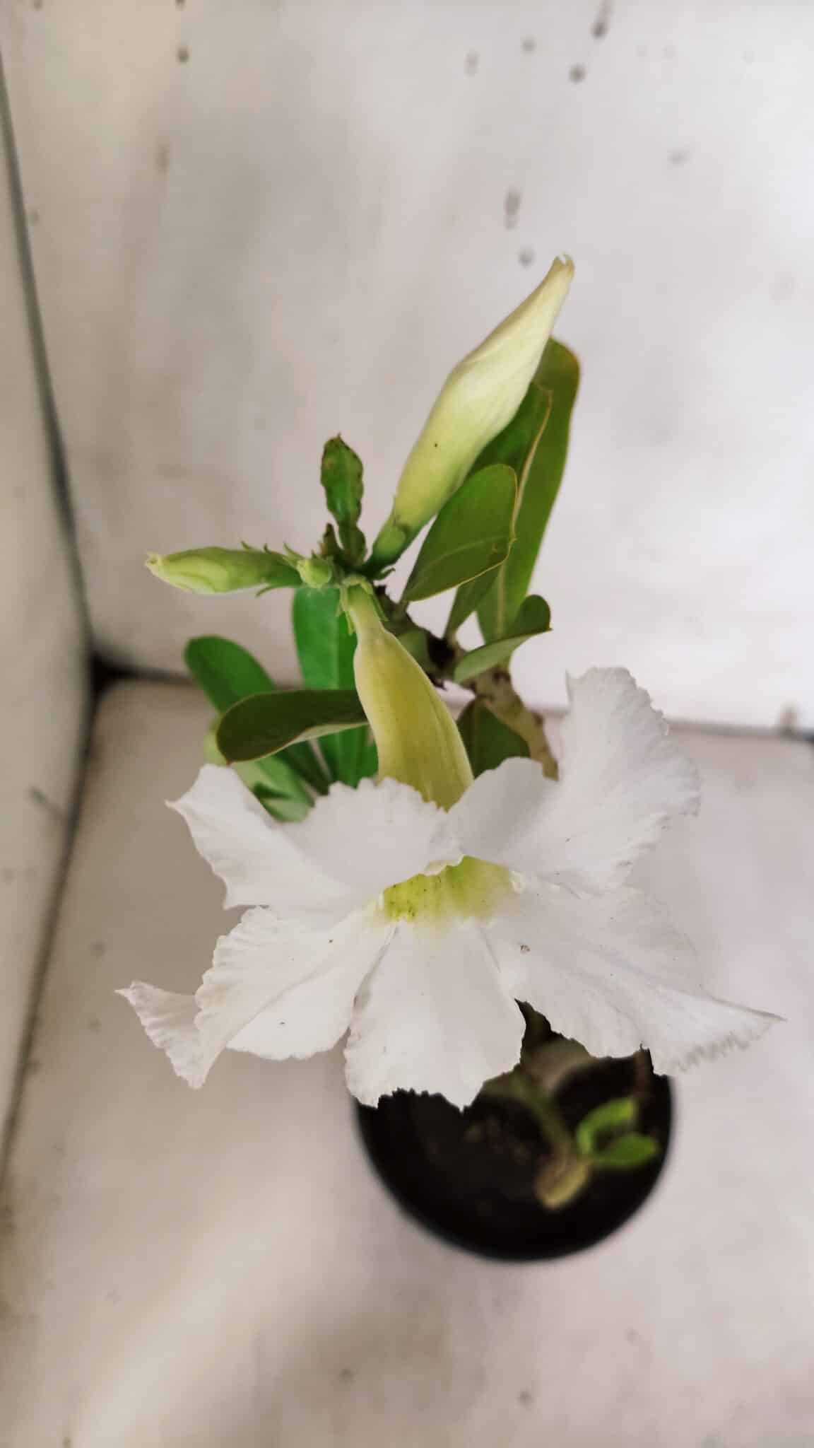 Planta Simples 2964 – 35cm – 03 anos