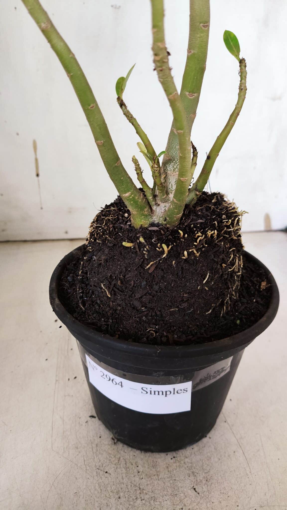 Planta Simples 2964 – 35cm – 03 anos