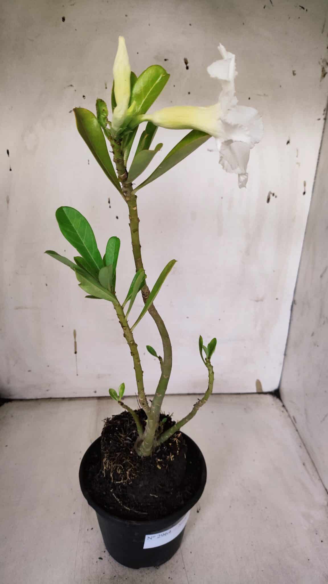 Planta Simples 2964 – 35cm – 03 anos