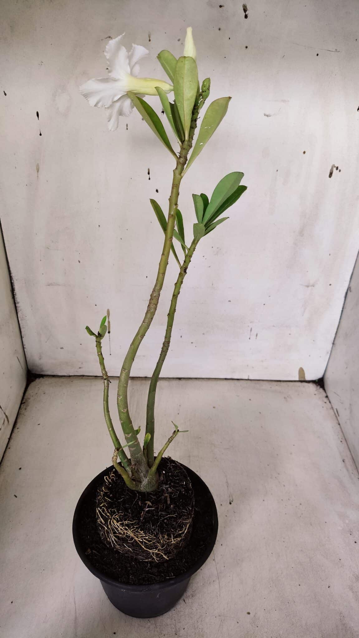 Planta Simples 2964 – 35cm – 03 anos