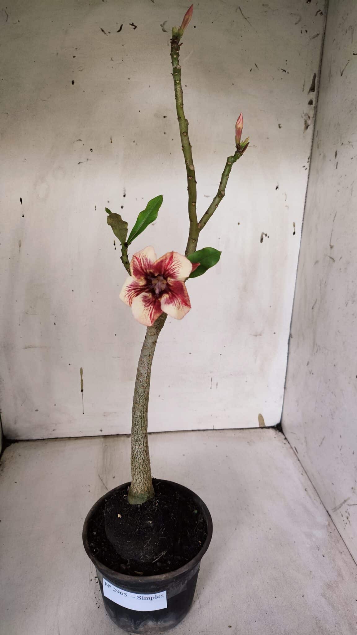 Planta Simples 2965 – 35cm – 03 anos