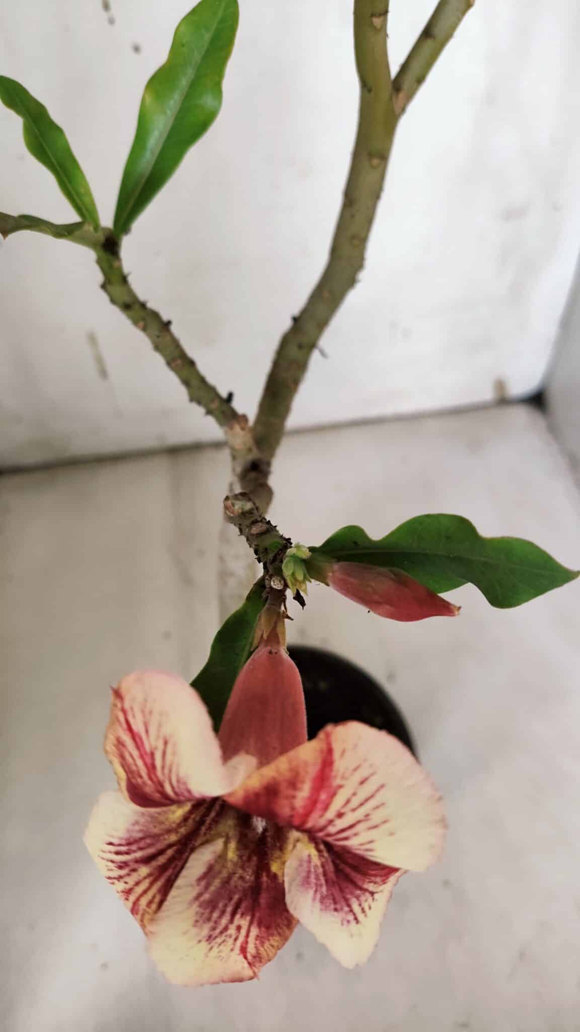 Planta Simples 2965 – 35cm – 03 anos