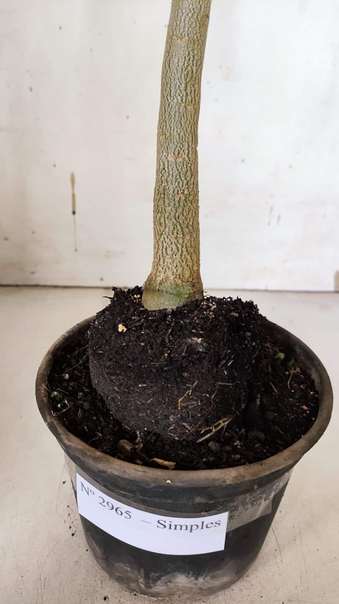 Planta Simples 2965 – 35cm – 03 anos