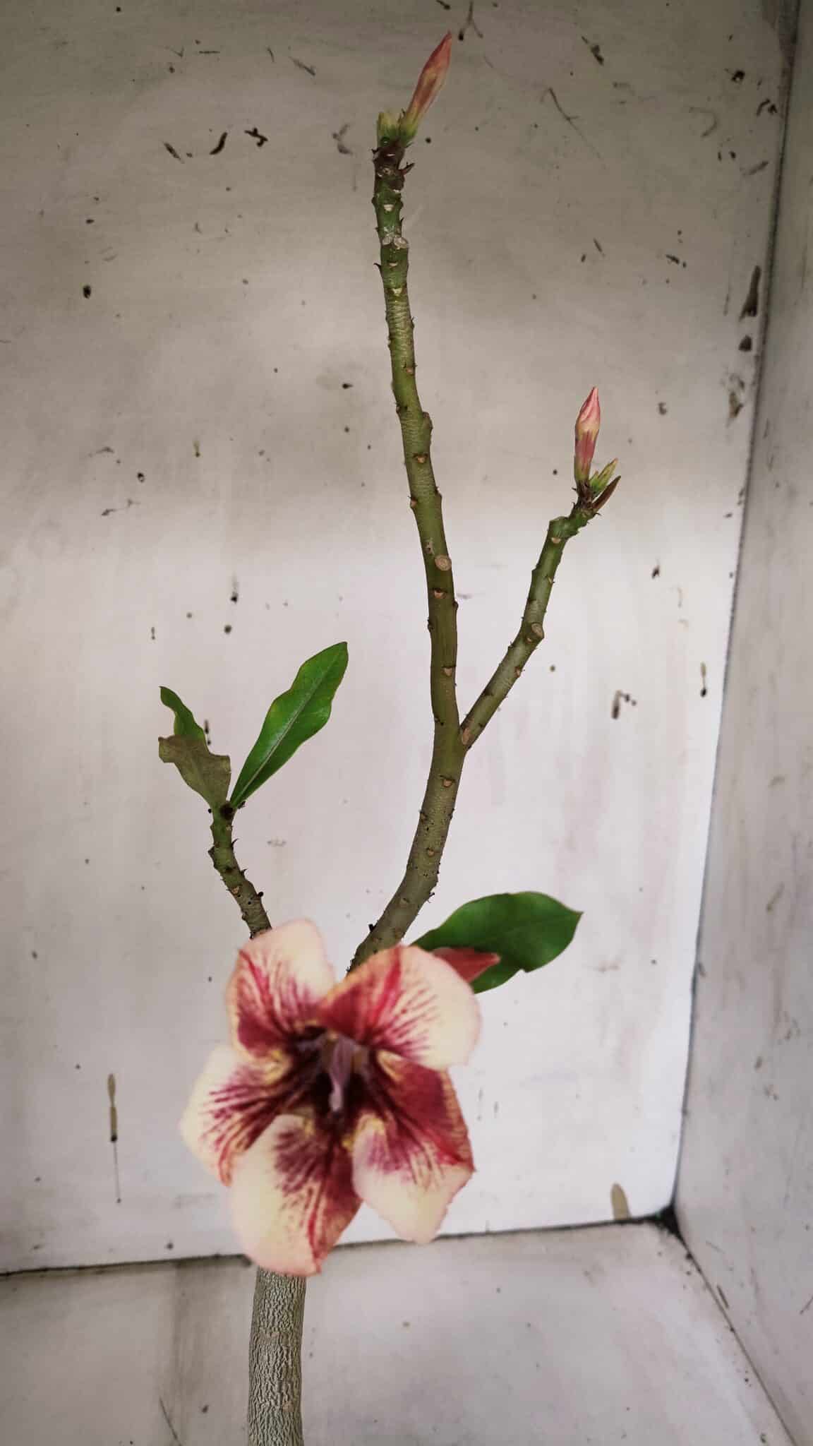 Planta Simples 2965 – 35cm – 03 anos