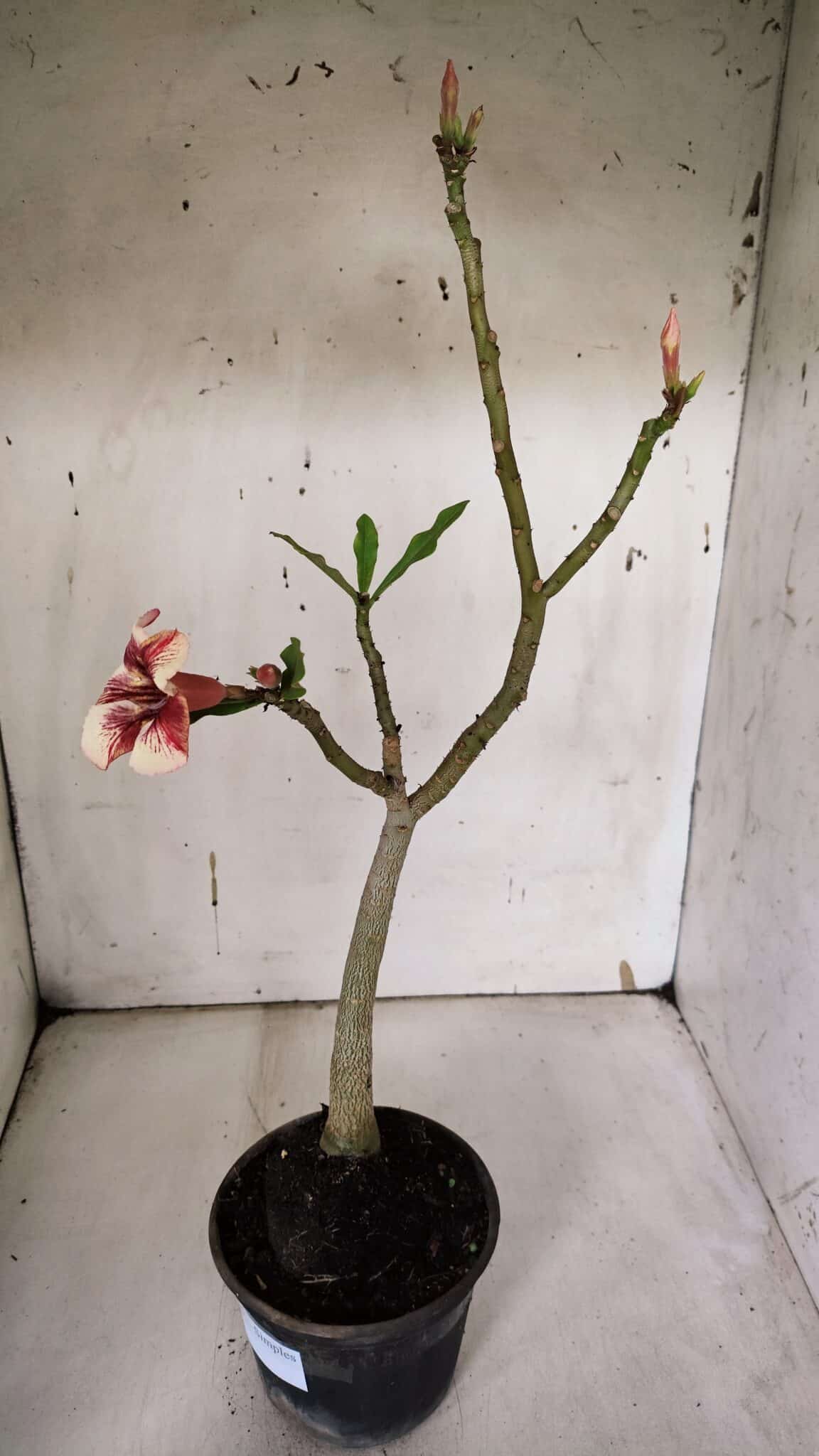 Planta Simples 2965 – 35cm – 03 anos