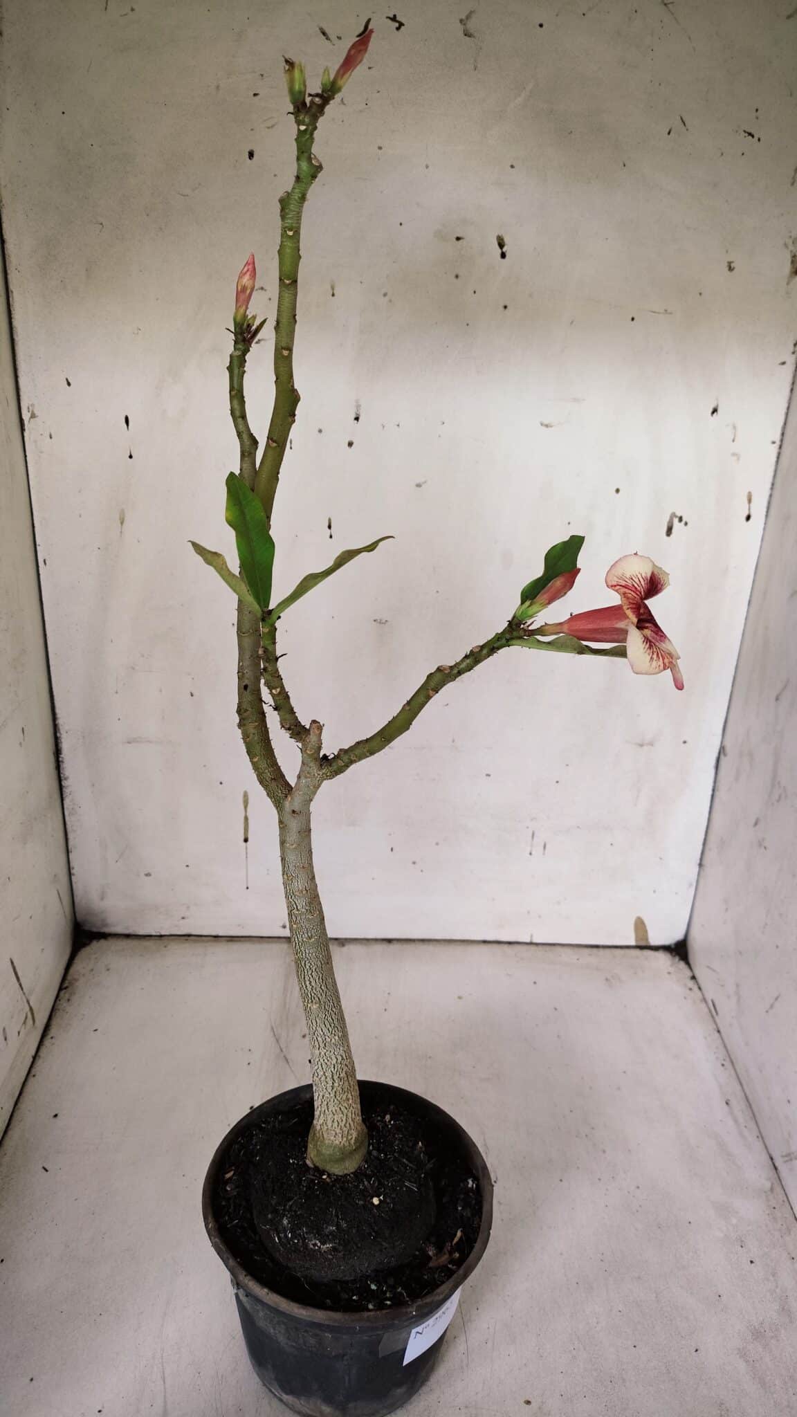 Planta Simples 2965 – 35cm – 03 anos