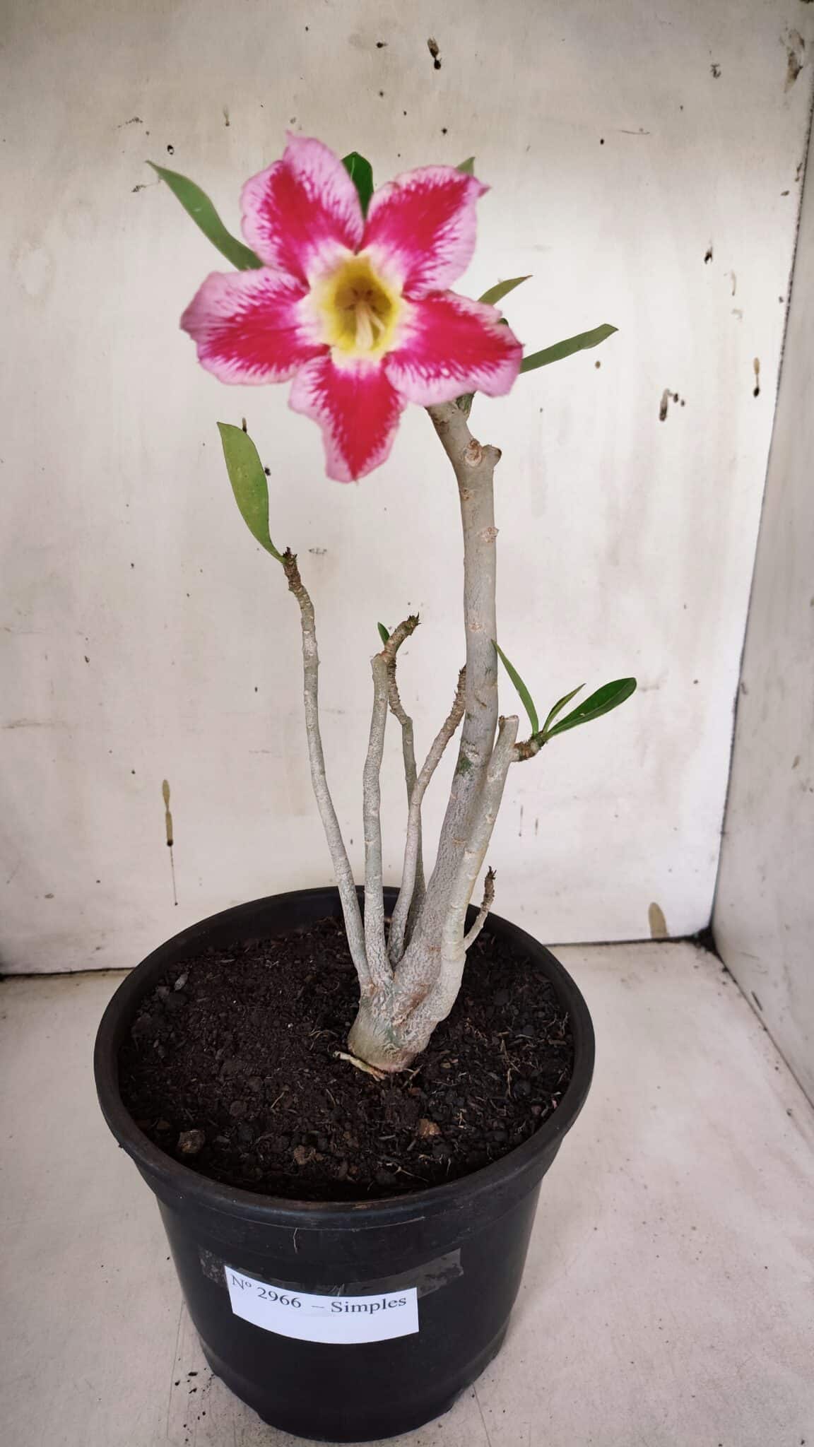 Planta Simples 2966 – 35cm – 03 anos