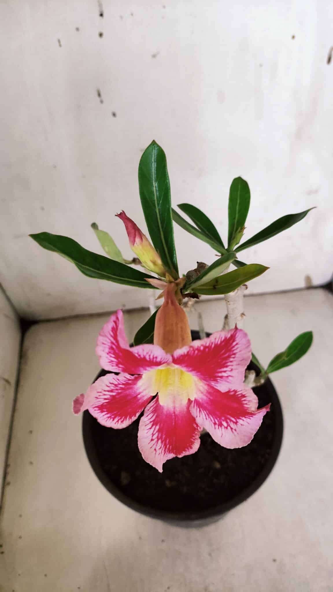 Planta Simples 2966 – 35cm – 03 anos