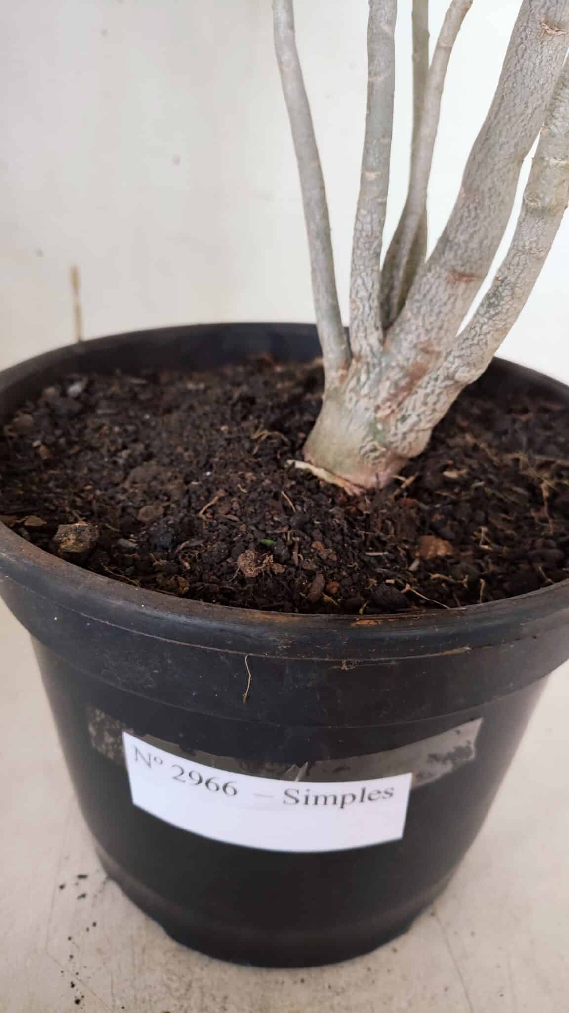 Planta Simples 2966 – 35cm – 03 anos