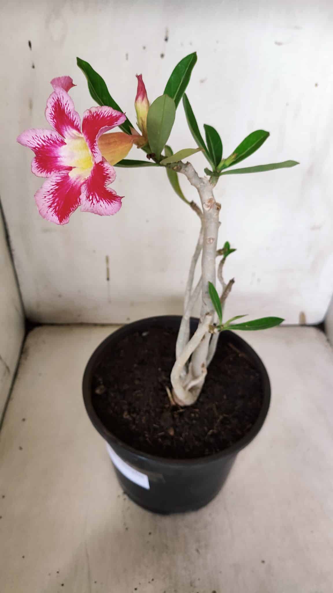 Planta Simples 2966 – 35cm – 03 anos