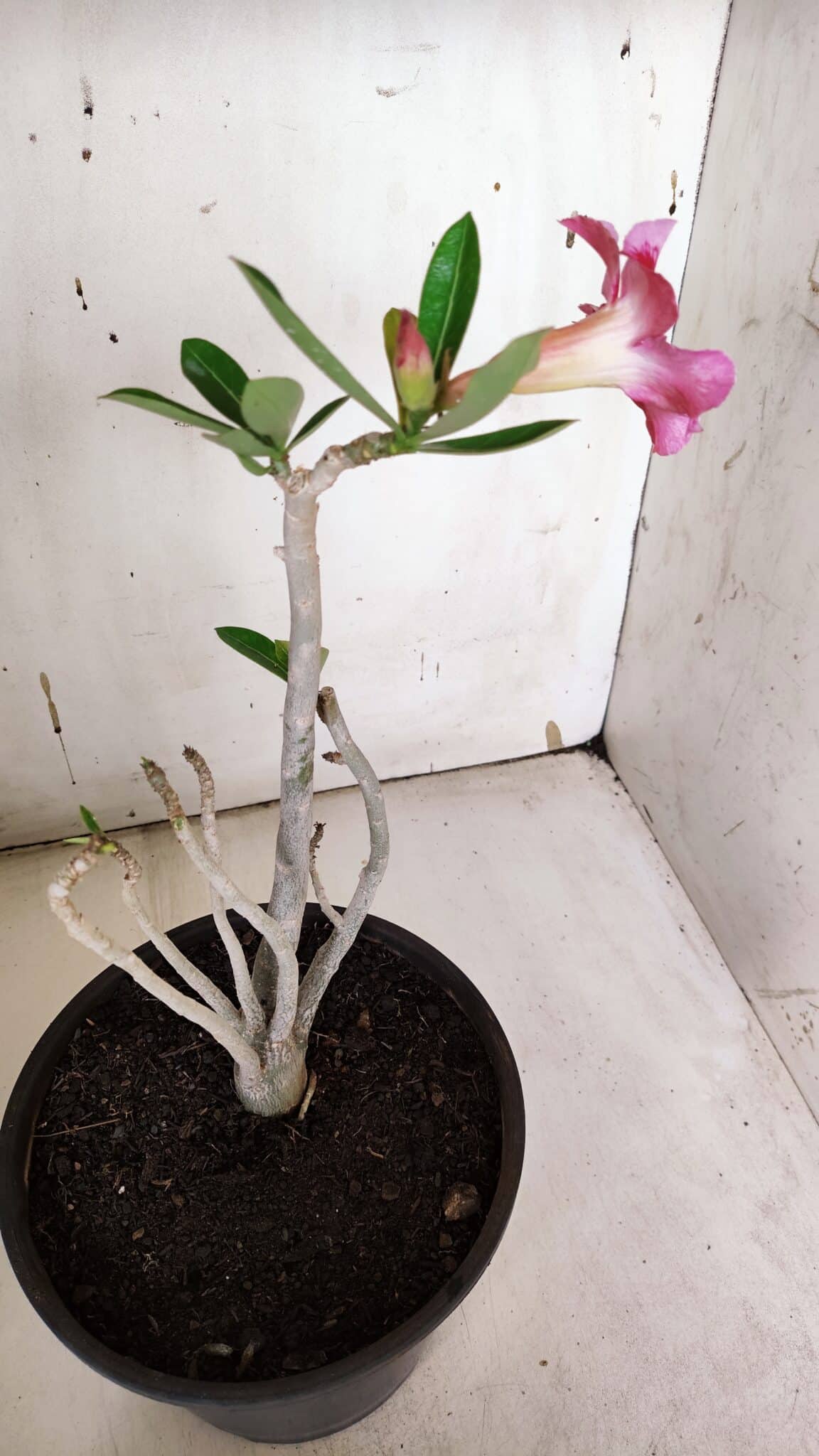 Planta Simples 2966 – 35cm – 03 anos