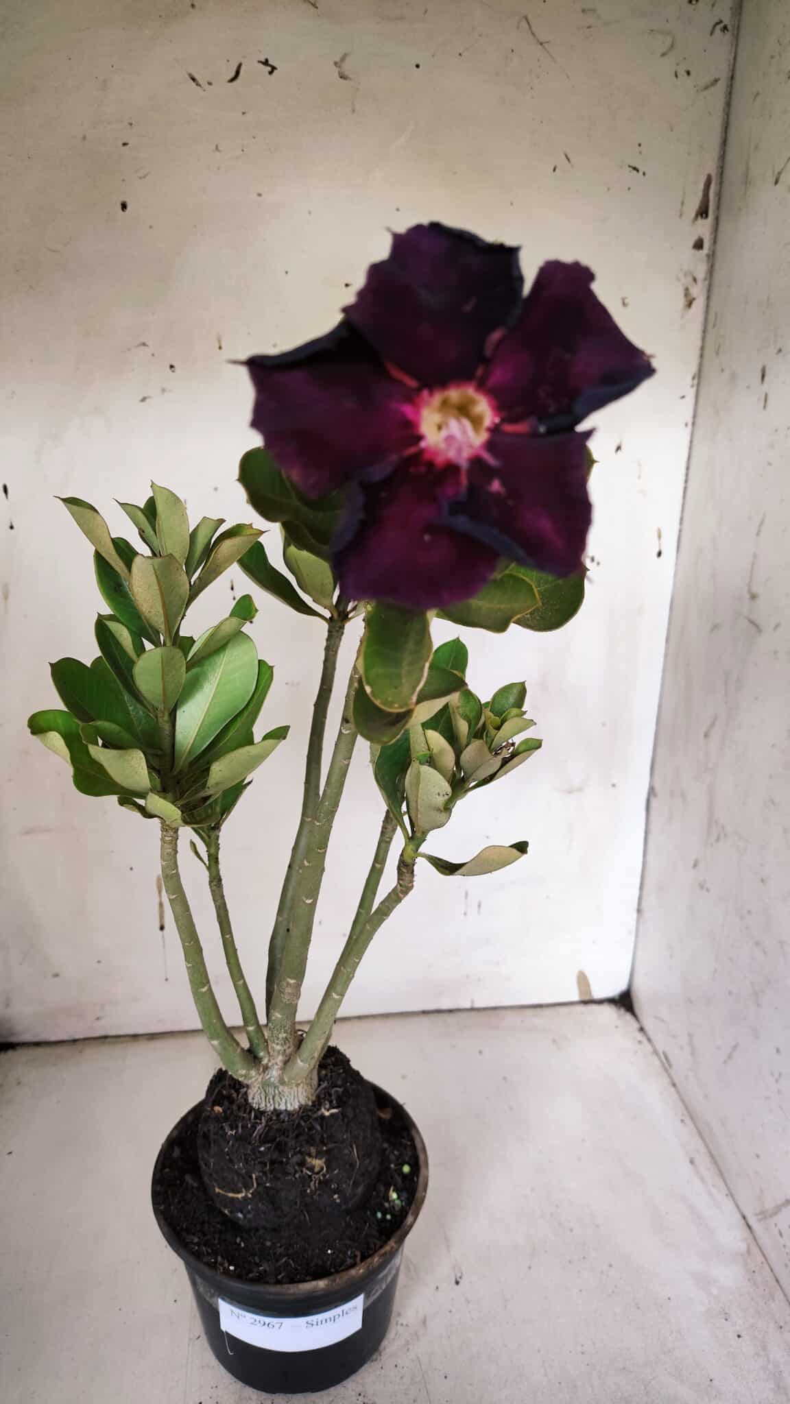 Planta Simples 2967 – 35cm – 03 anos