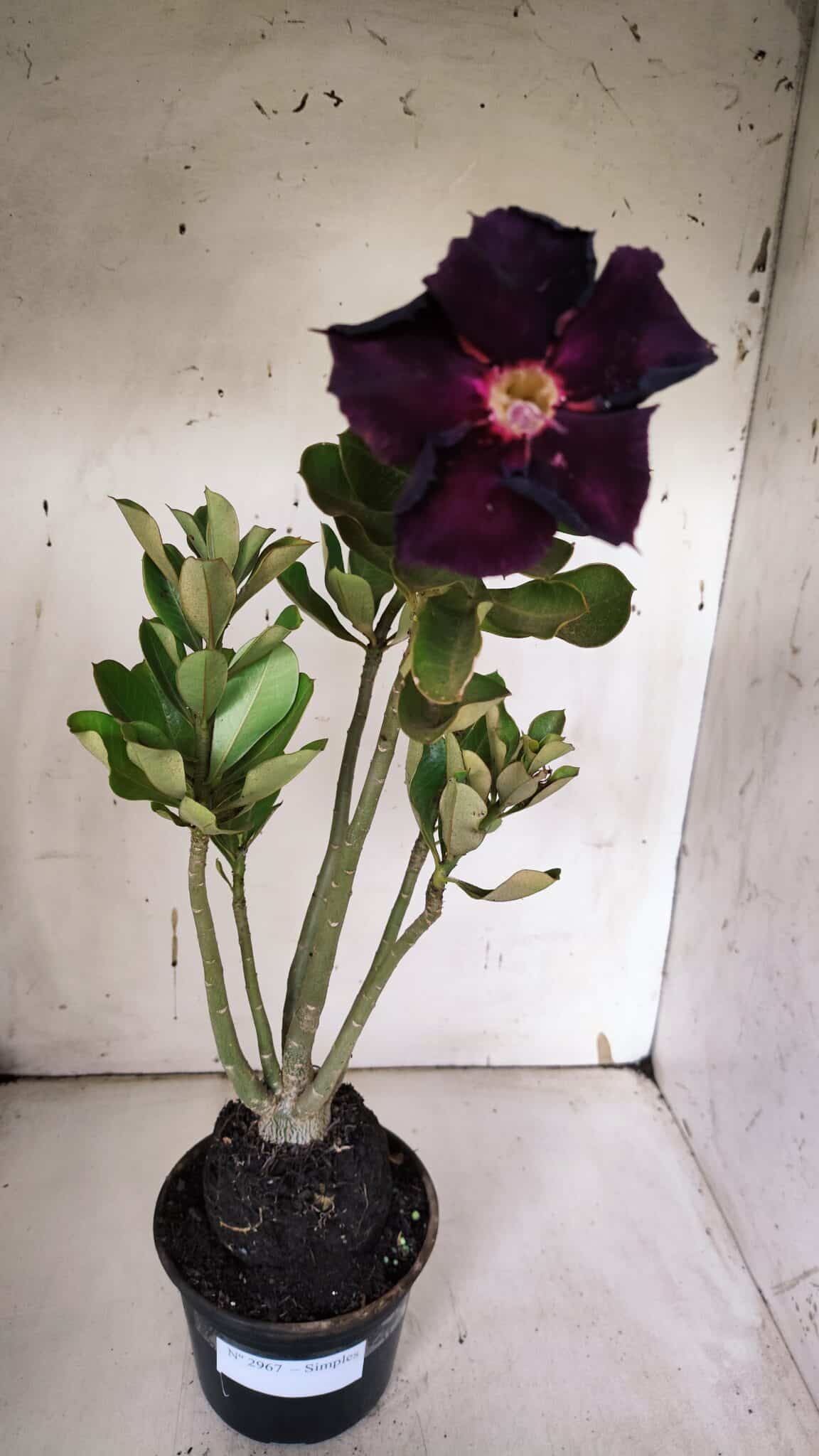 Planta Simples 2967 – 35cm – 03 anos