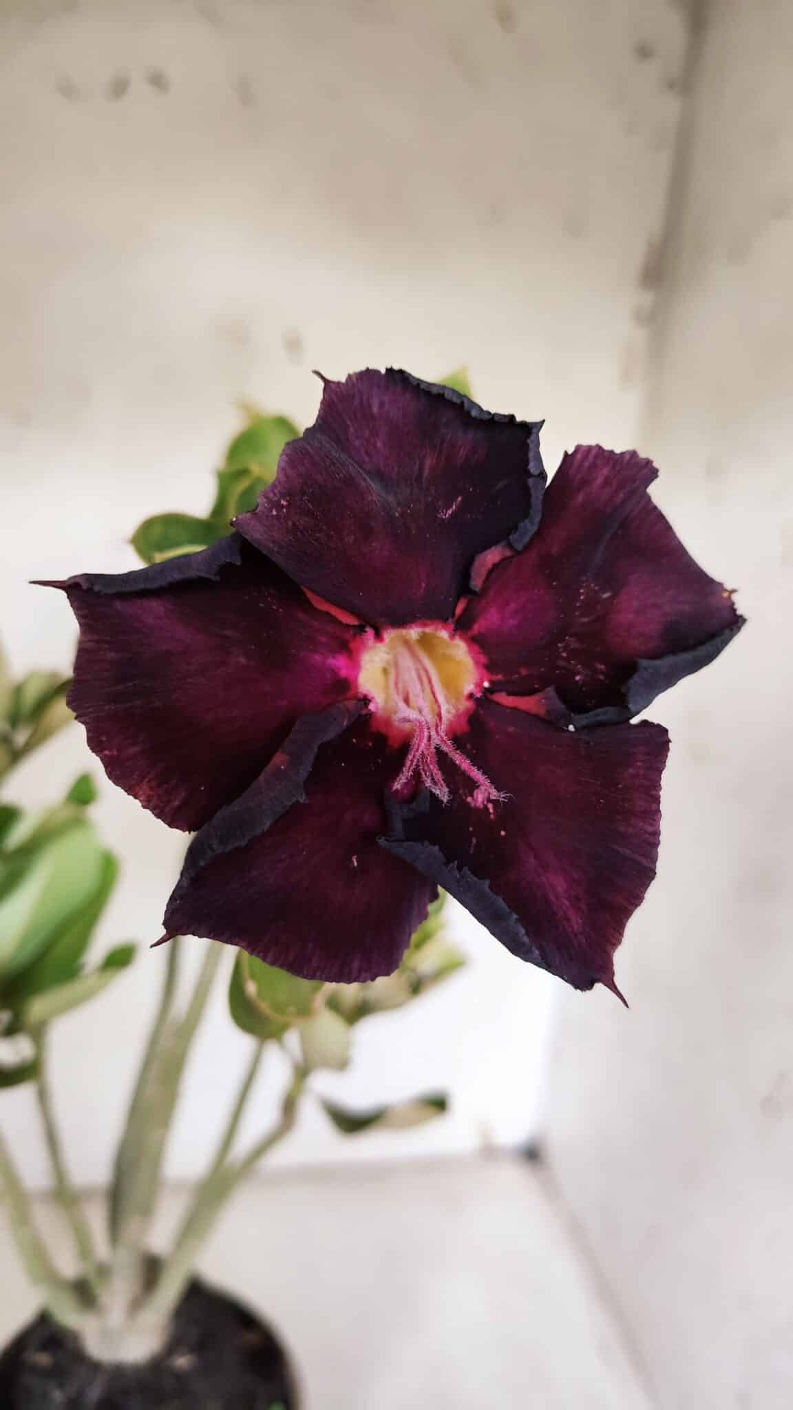 Planta Simples 2967 – 35cm – 03 anos