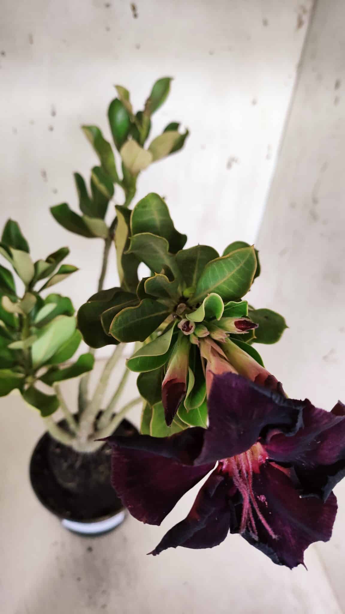 Planta Simples 2967 – 35cm – 03 anos
