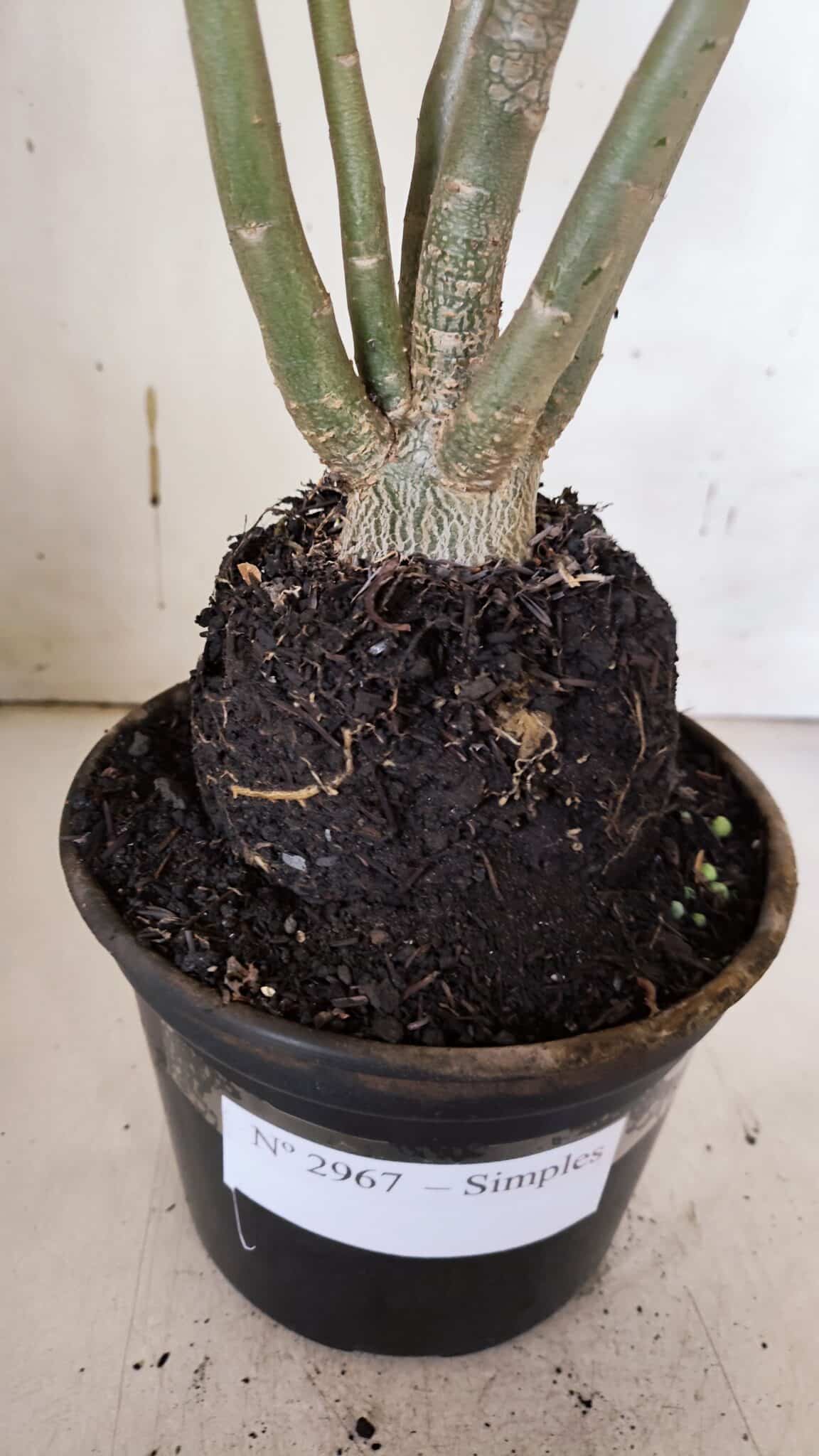 Planta Simples 2967 – 35cm – 03 anos