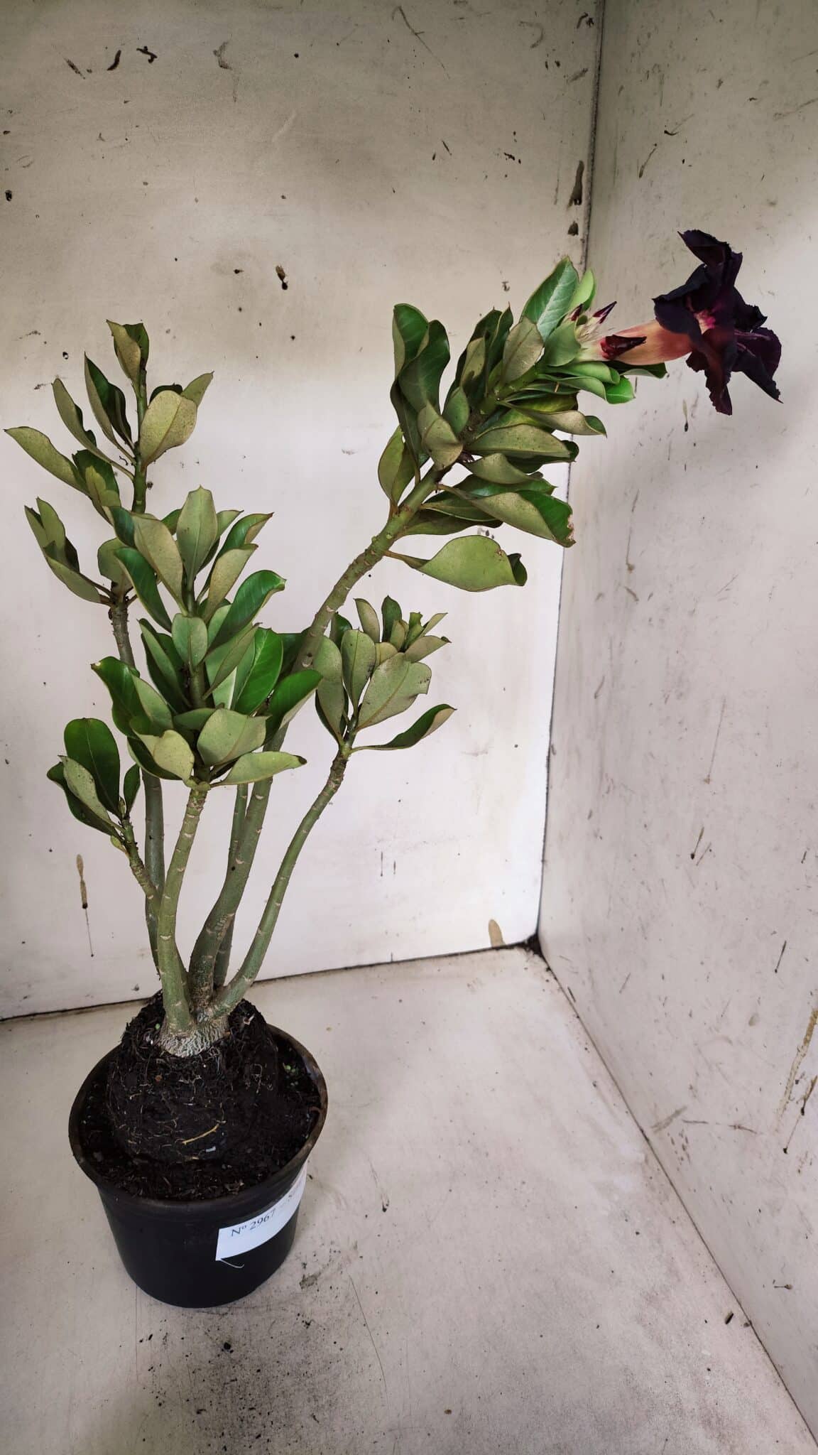 Planta Simples 2967 – 35cm – 03 anos
