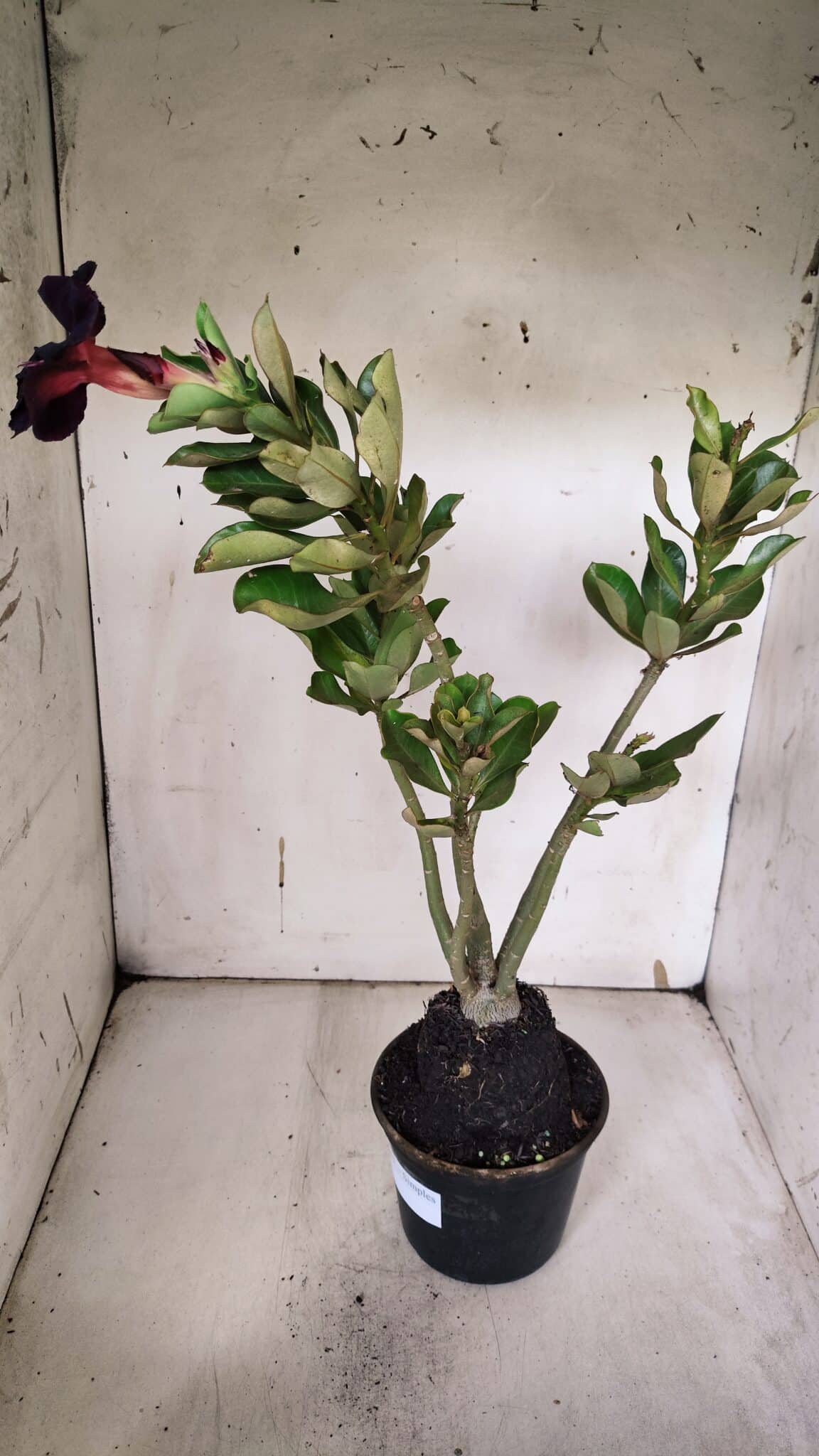 Planta Simples 2967 – 35cm – 03 anos